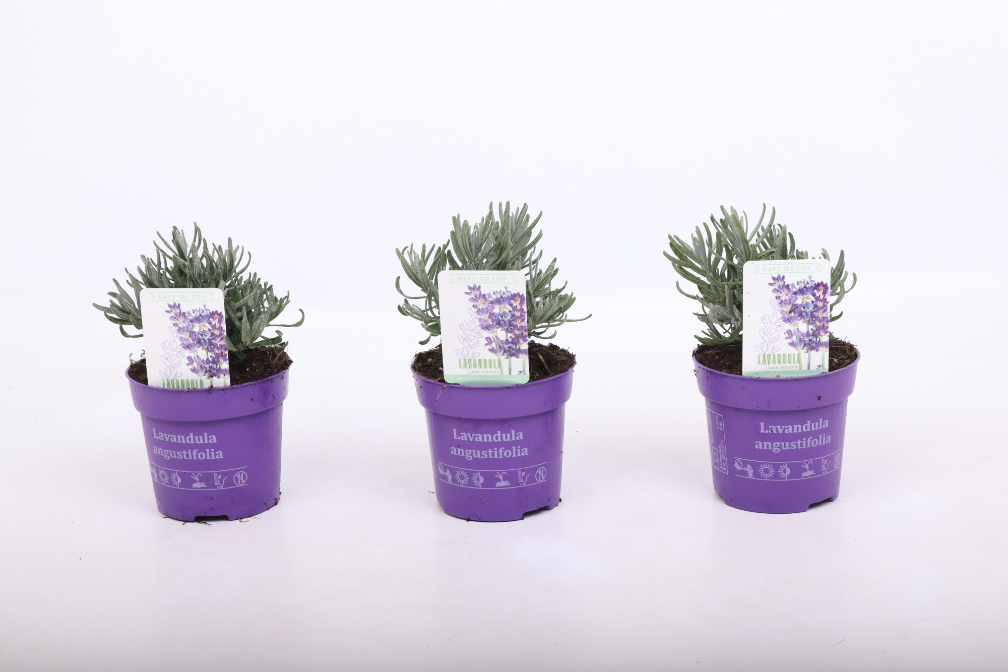 Lavandula ang. 'Hidcote' 10,5 cm, D 10,5