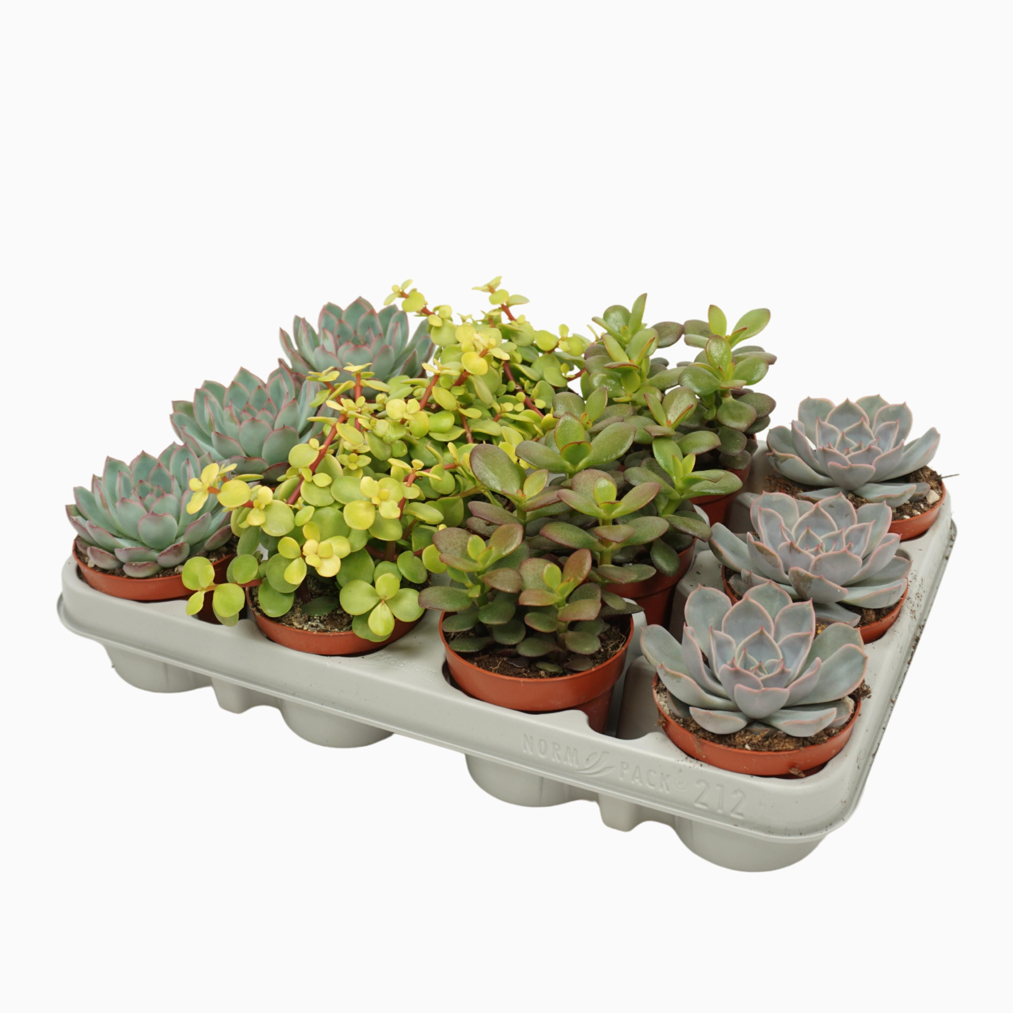 PD mix Succulent 8,5 cm, D 8,5 cm