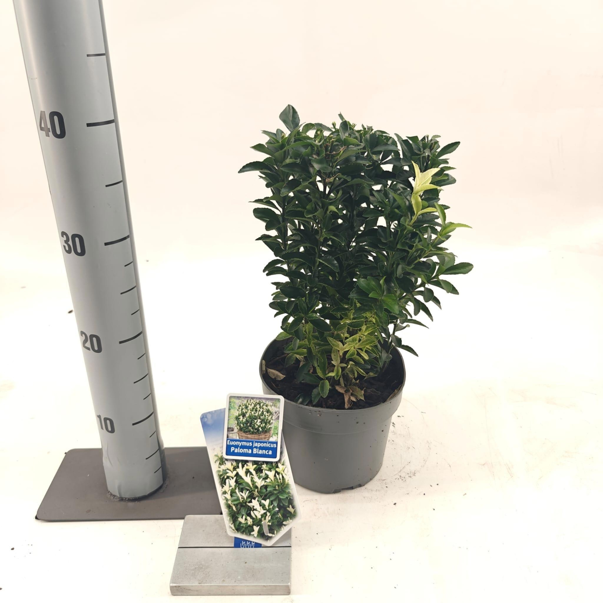 Euonymus jap. Paloma Blanca ('Lankveld03'PBR), D 17