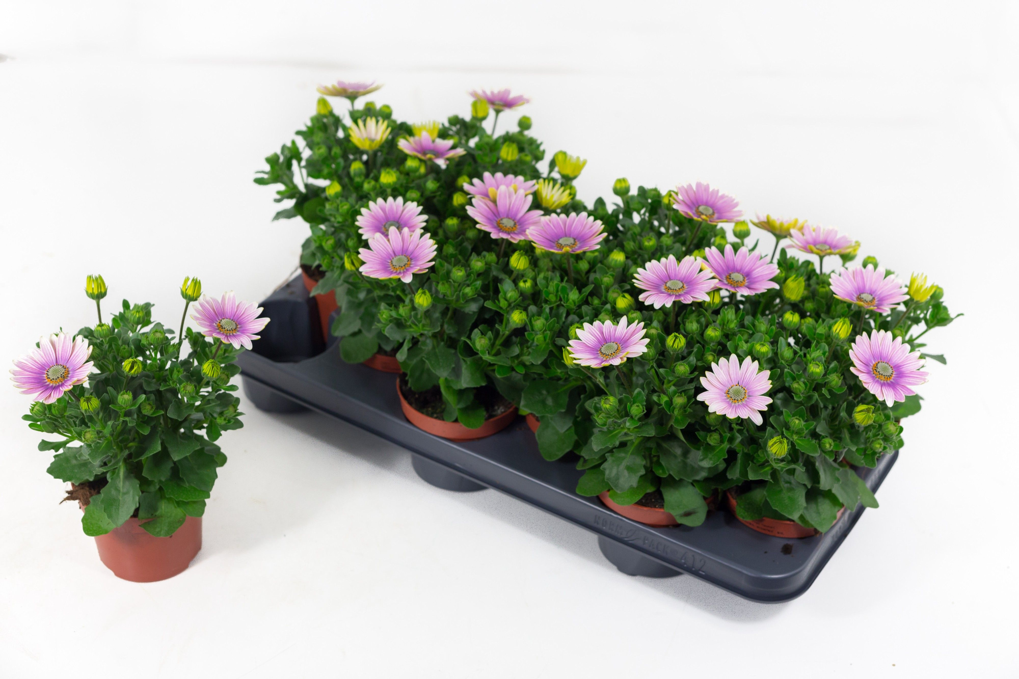 Osteo Señorita Rosita, D 10,5