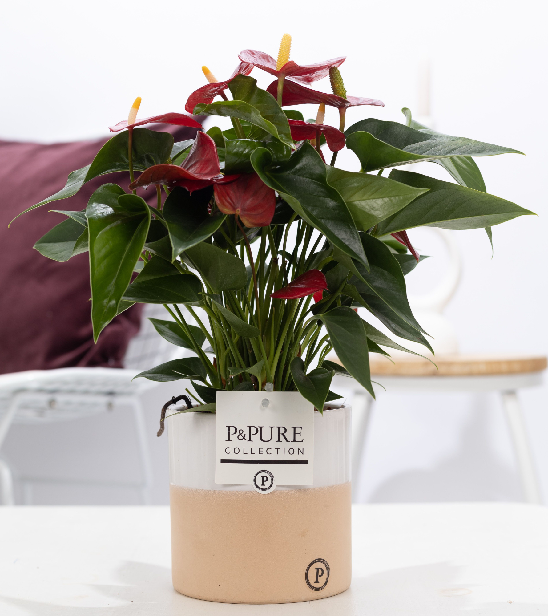 Anthurium red (Micra) in P&PURE Rosy ceramics, D 12