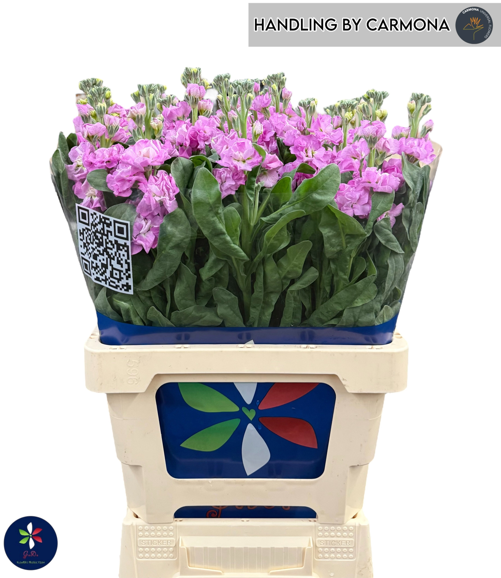 Маттиола од. Айрон Пинк 65, шт.