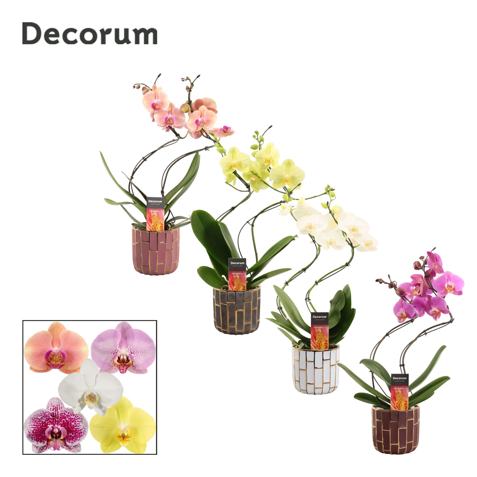 Phalaenopsis hurricane mix in Pascalle (Luxury world-collection), D 12 cm