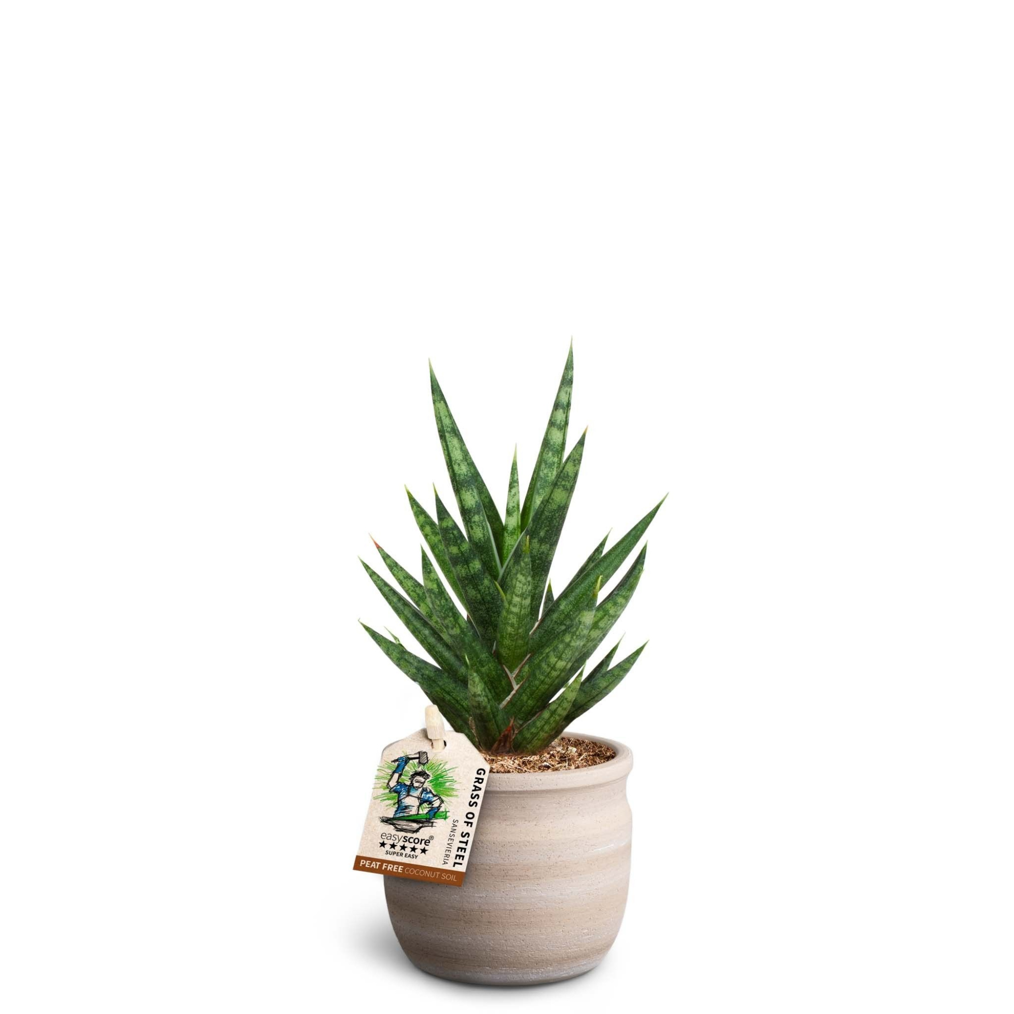 Maceta Sand, Sansevieria francissii, D 7