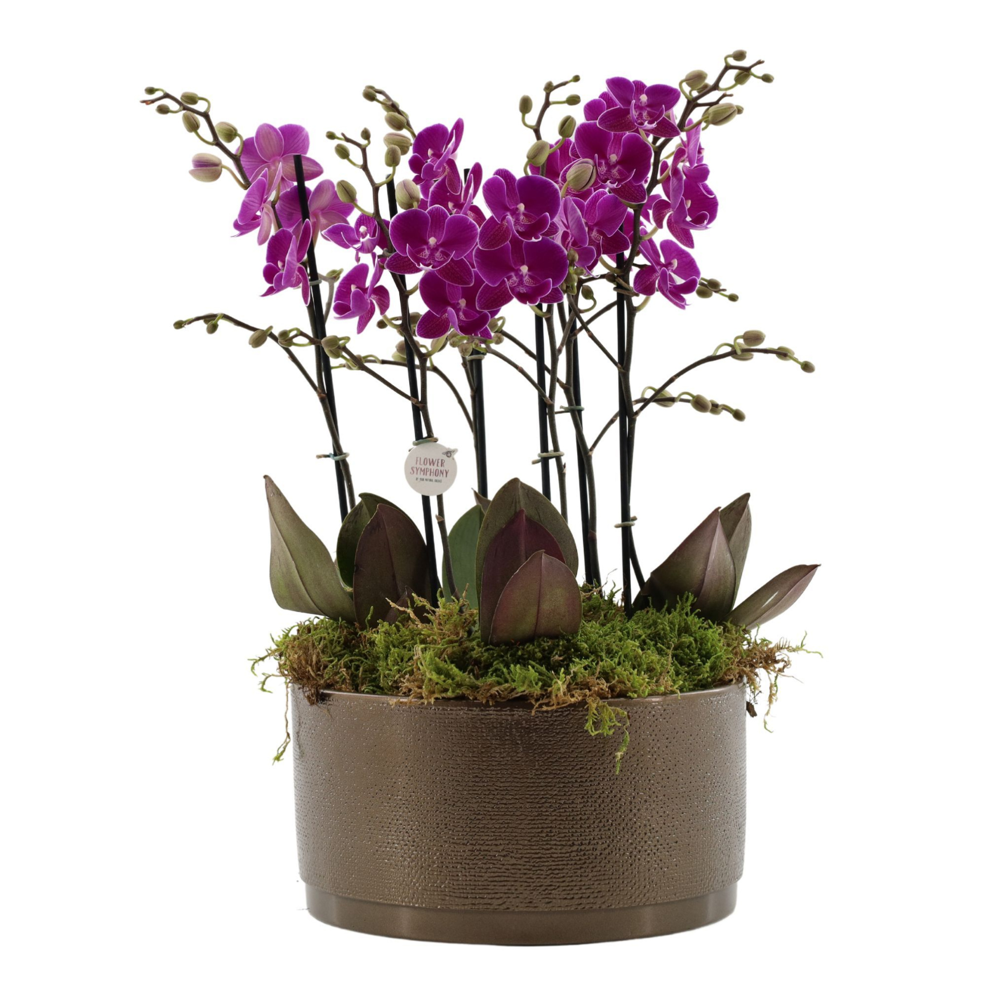 Flower Symphony | 3 x 2 tak FS paars in Sarah Bowl, D 27 cm