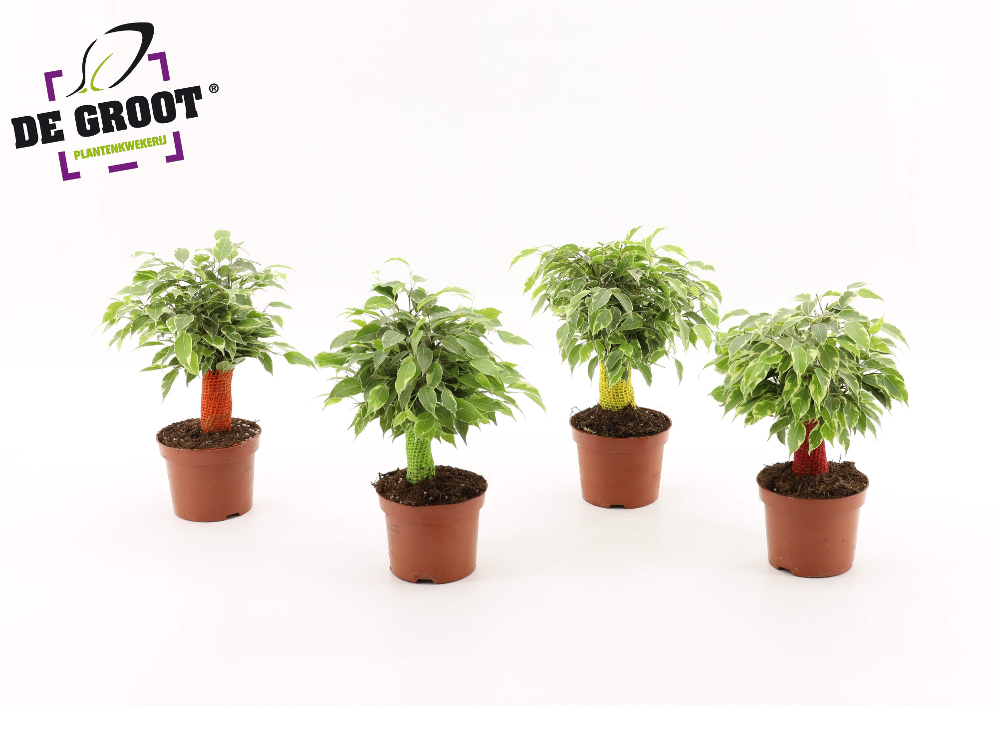 Ficus kinky jute (gekleurde stam), D 12 cm