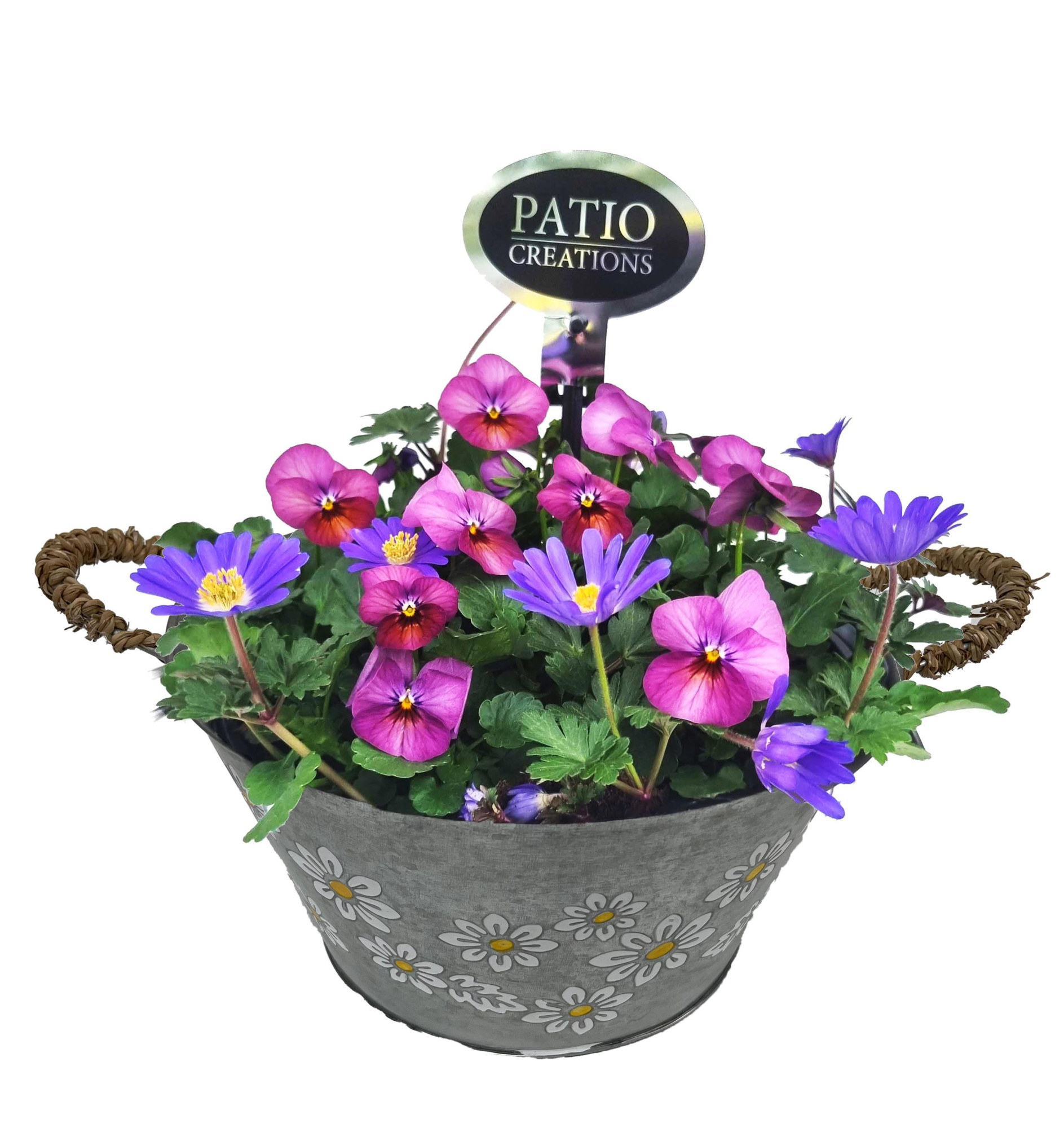 VAN865-9323 Viola/Anemone Zinc with handle Daisy, D 23