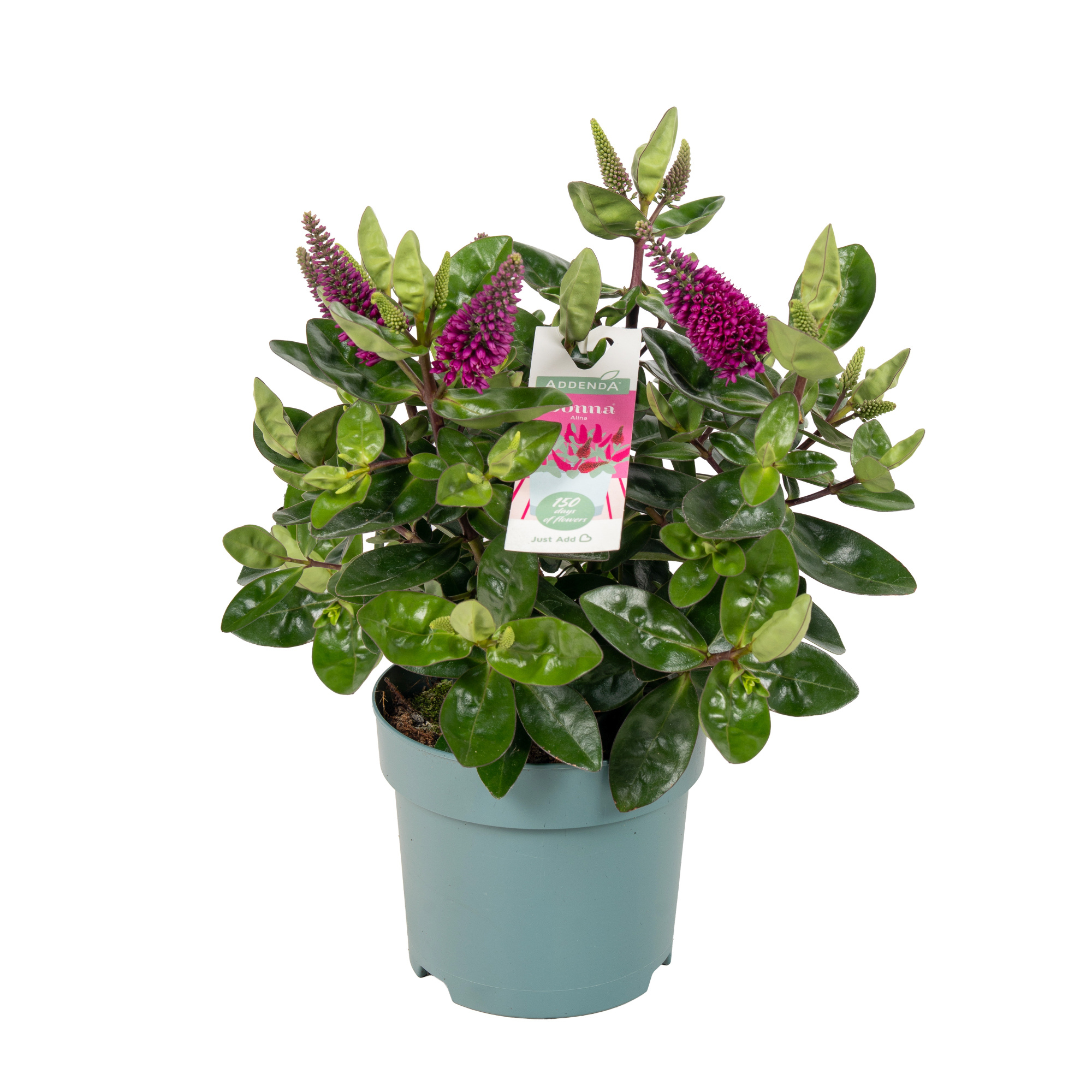 Hebedonna Alina, D 15