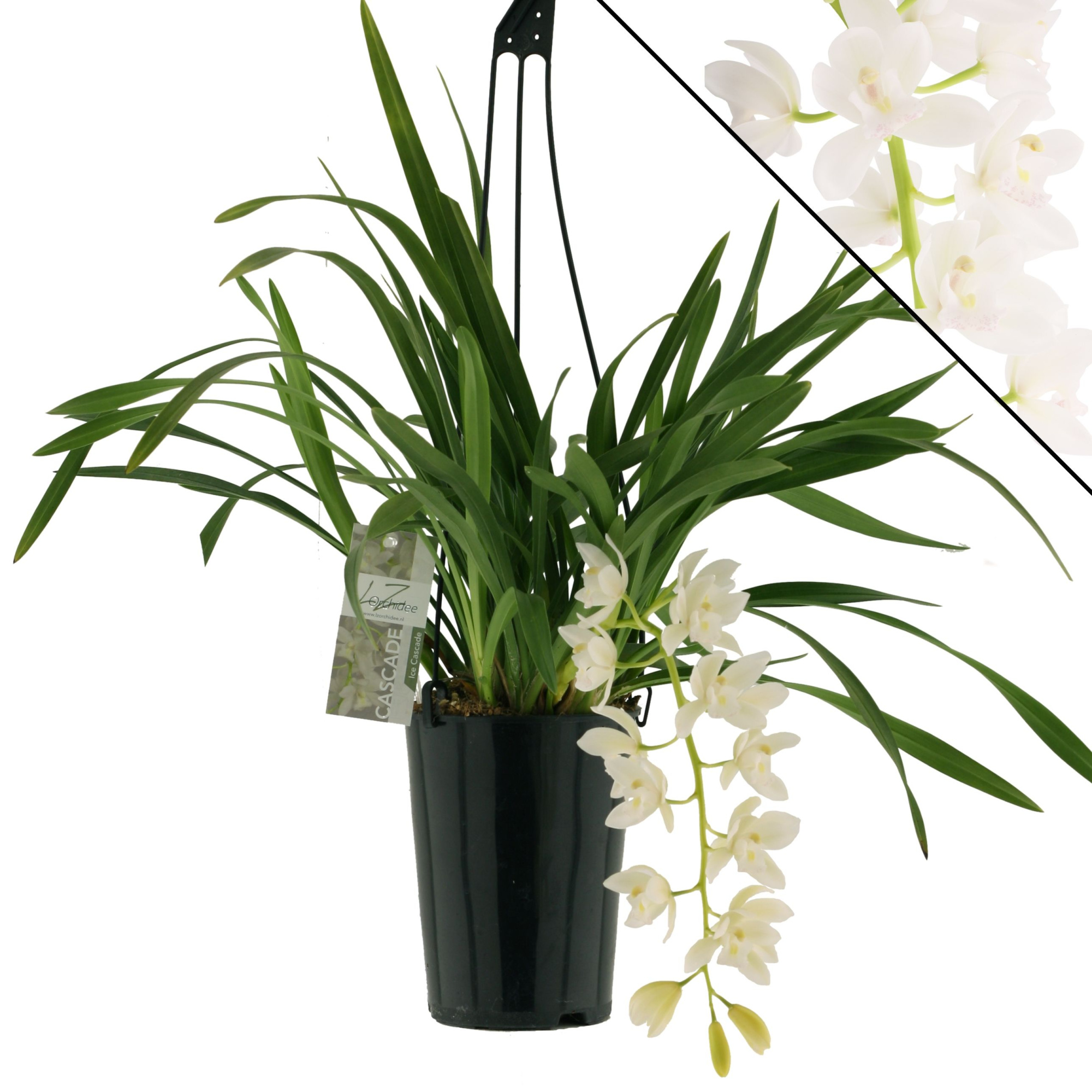 Ice cascade, 1 tak, D 14