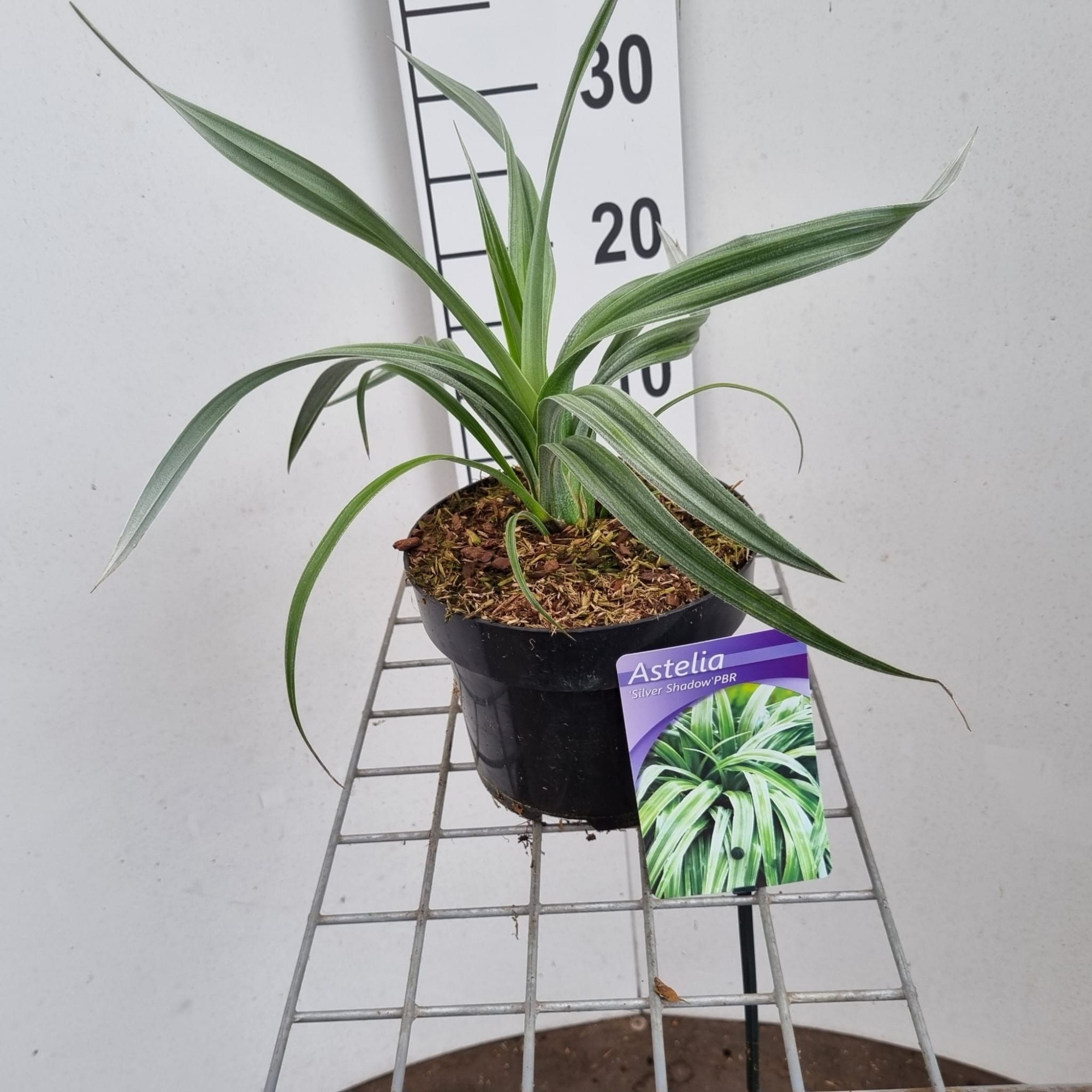 Astelia nervosa 'Silver Shadow', D 17 cm