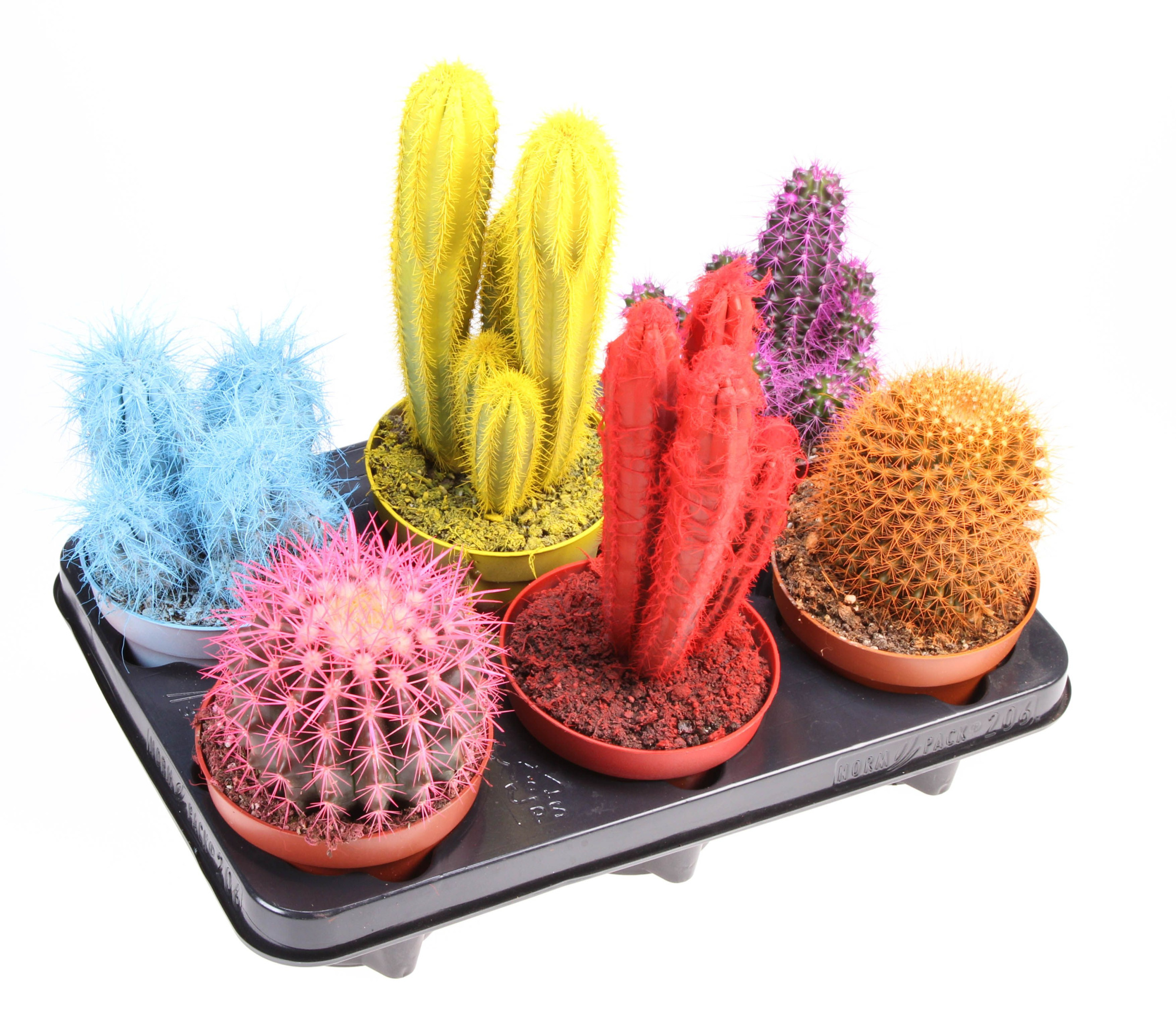 Rainbow cactus mix, D 12 cm