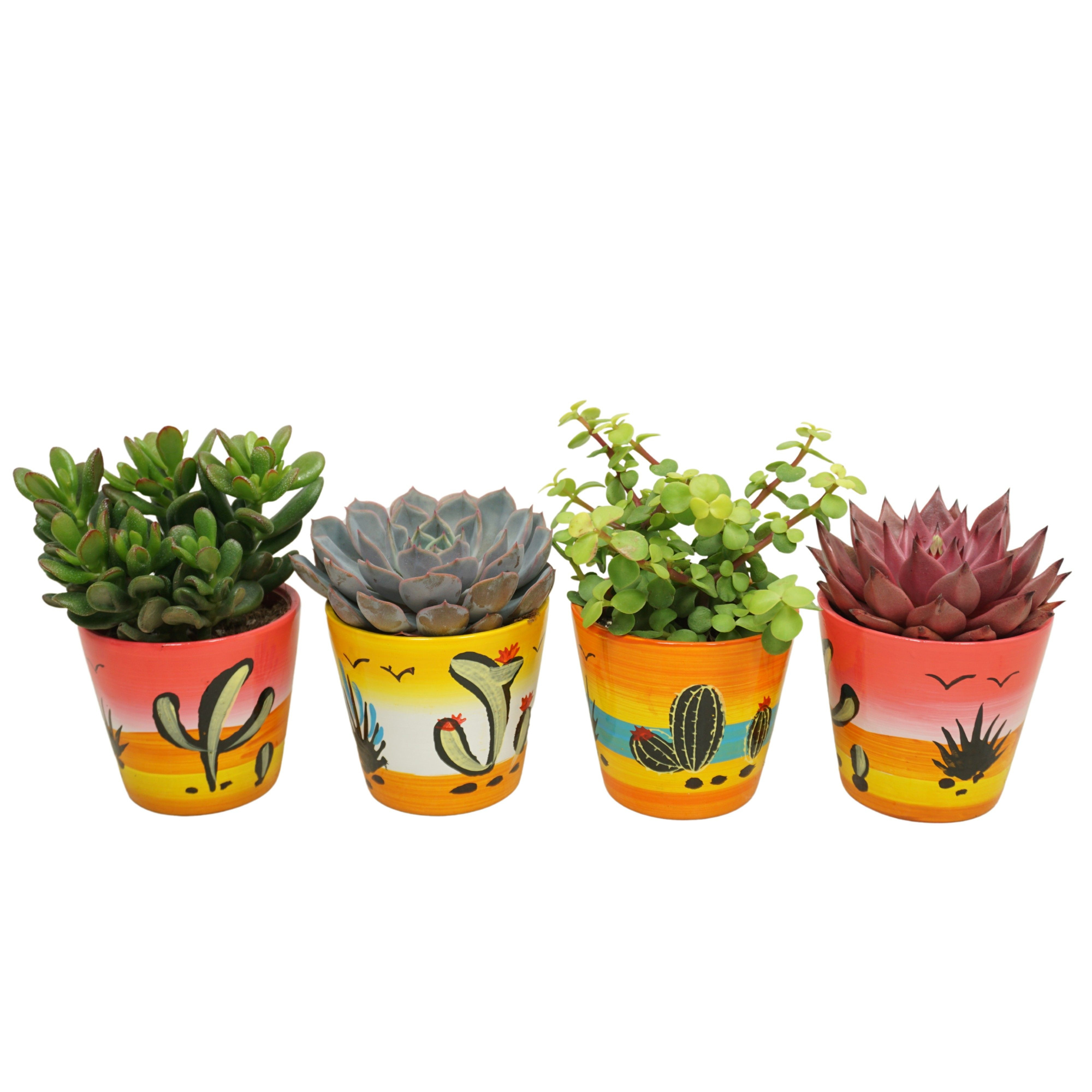 Succulent mix in 10 cm 'Decorpot', D 8,5