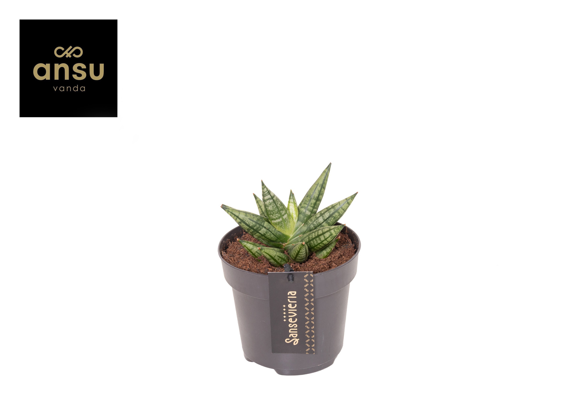 Sansevieria Inti Mini No. 2, D 12