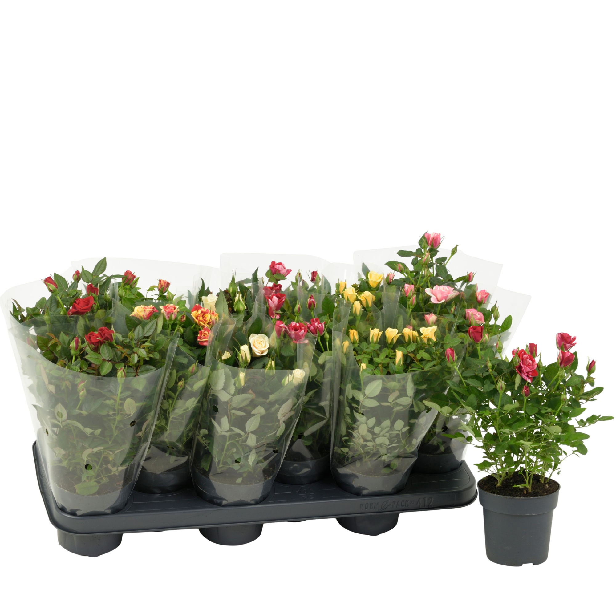 Nolina Roses Ø 10.5 cm Mix Blanco sleeve, D 10,5