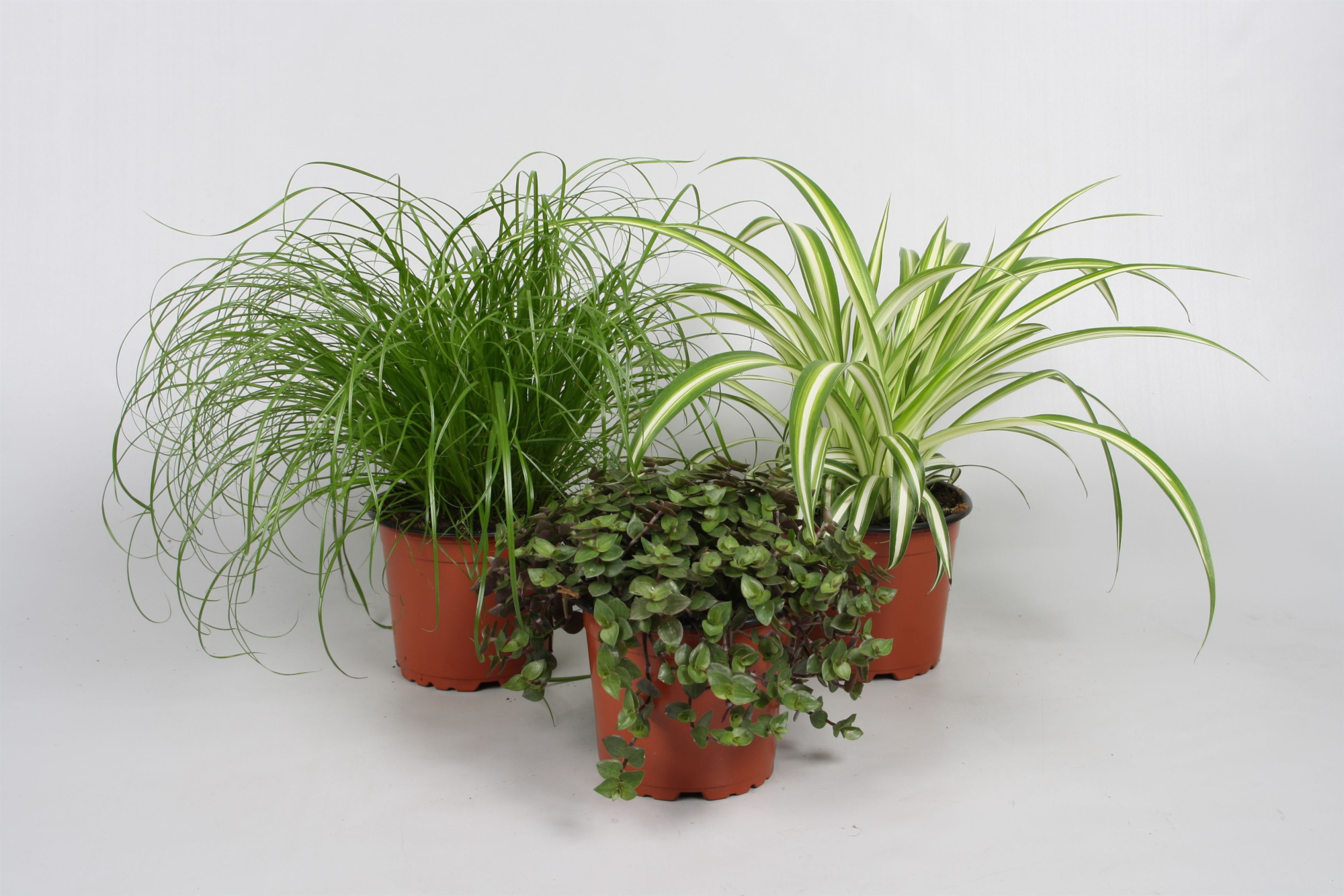 Pet mix 3 soorten, D 12 cm