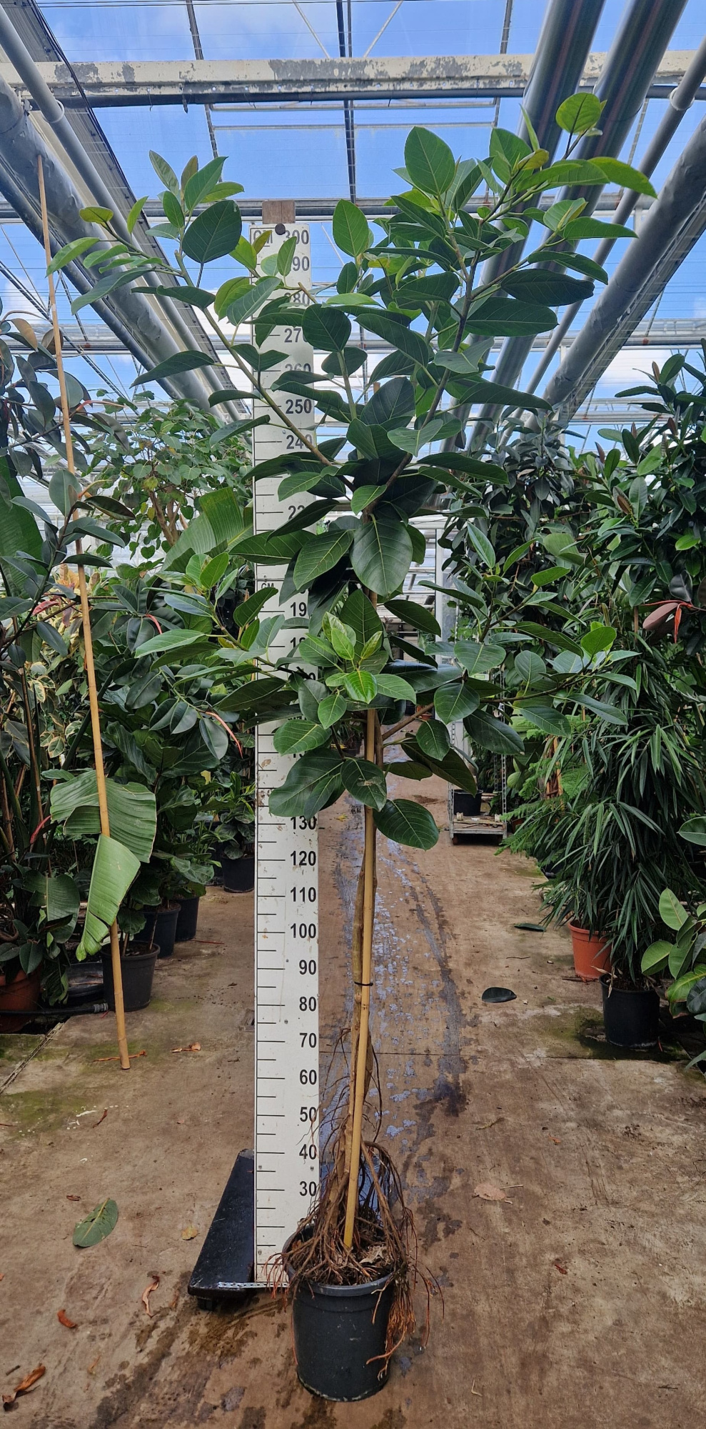 Ficus Altissima gedraaide stam 300, D 30 cm