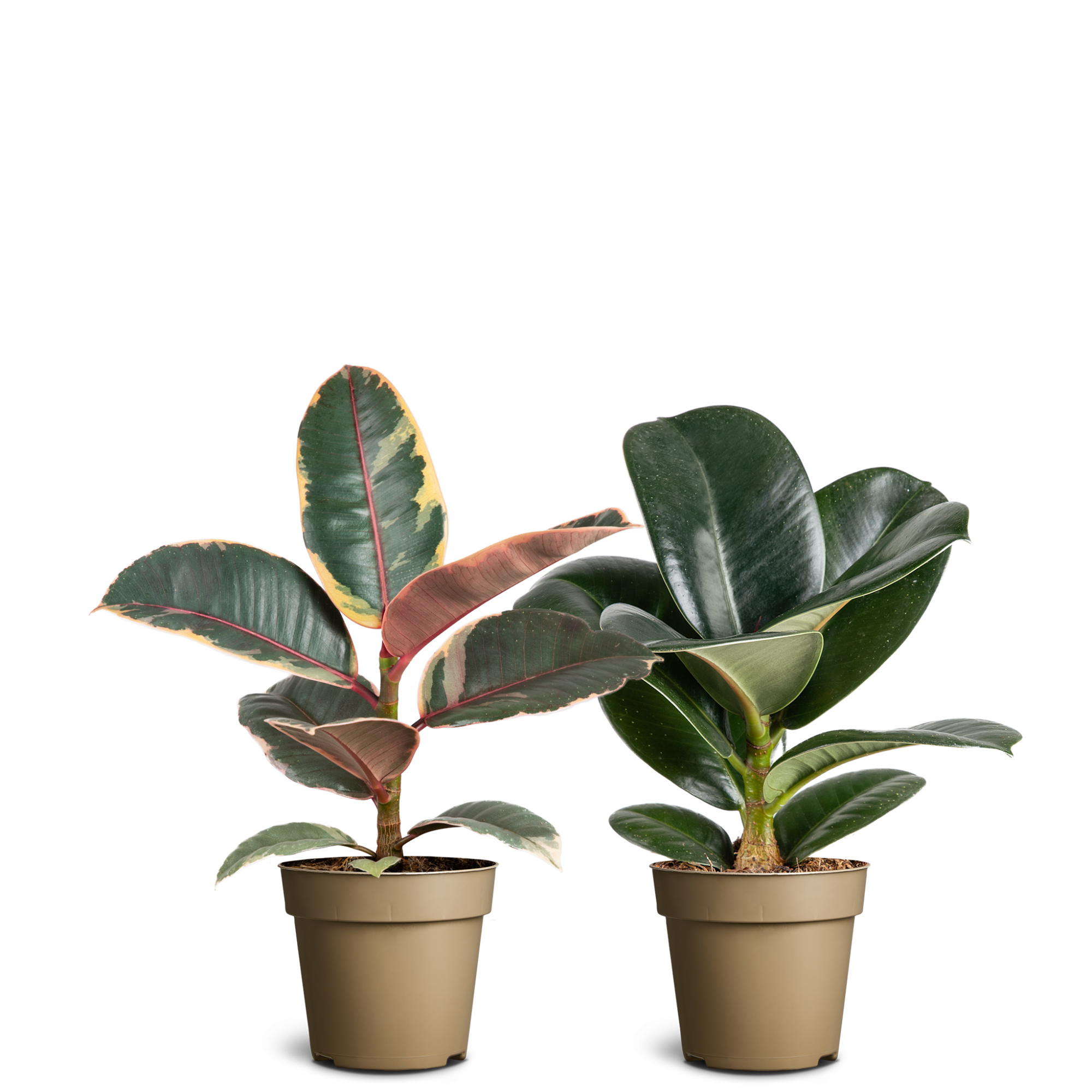 Ficus elastica Collection, D 9