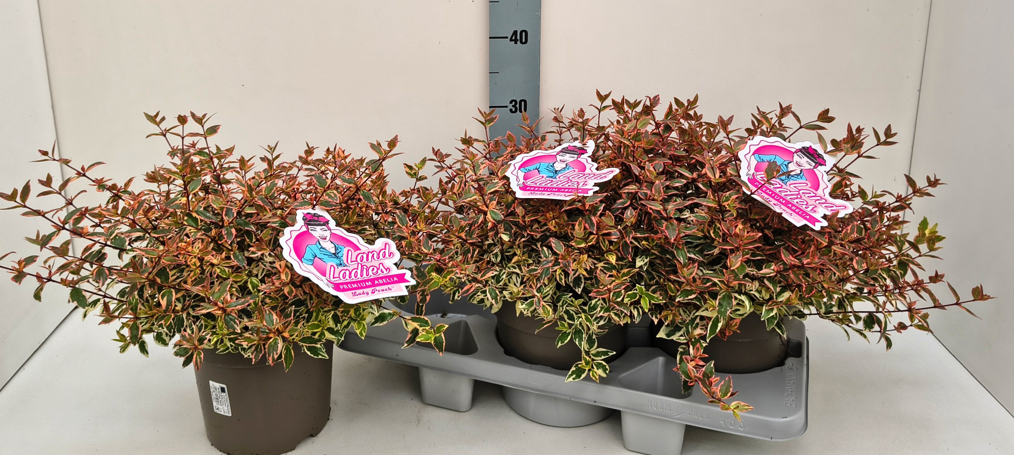 Abelia Lady Peach 19T, D 19 cm