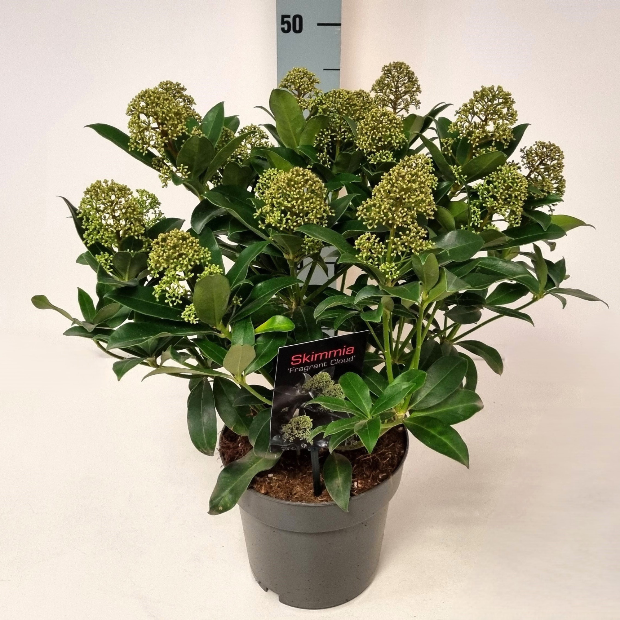 Skimmia jap. 'Fragrant Cloud' P17, D 17 cm
