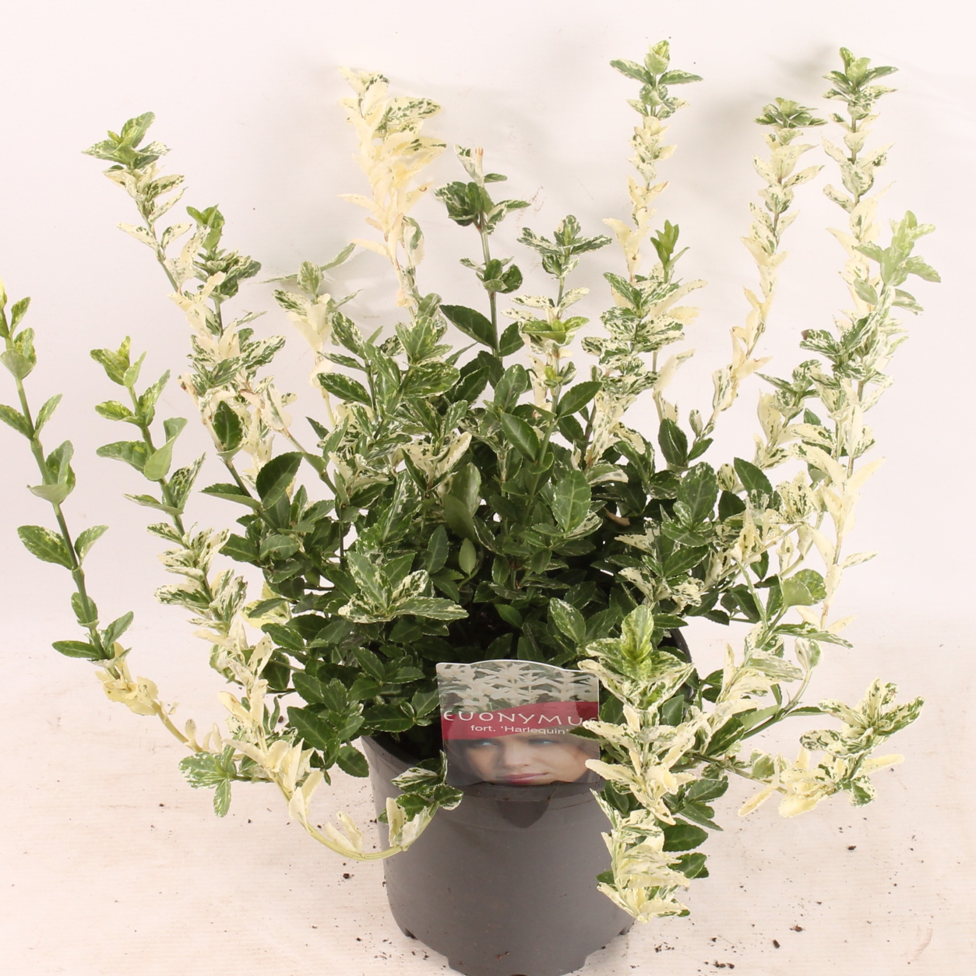 Euonymus fort. Harlequin, D 17