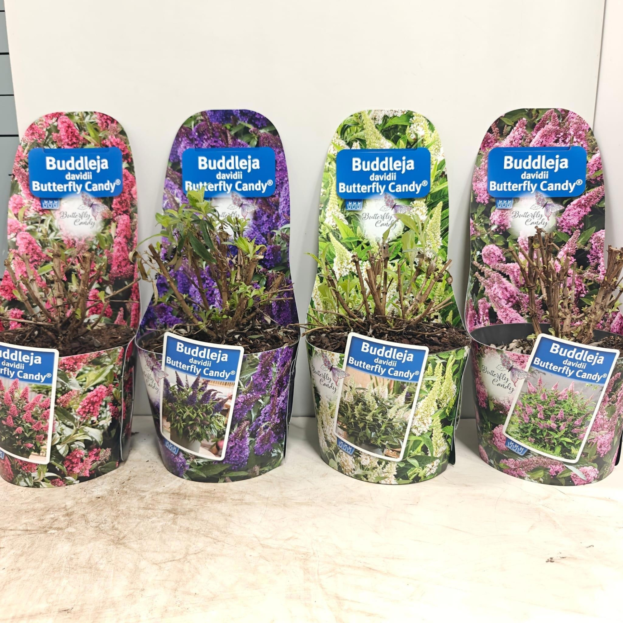 Buddleja d. Butt. Candy® Potcover mix (minimum order one layer), D 19