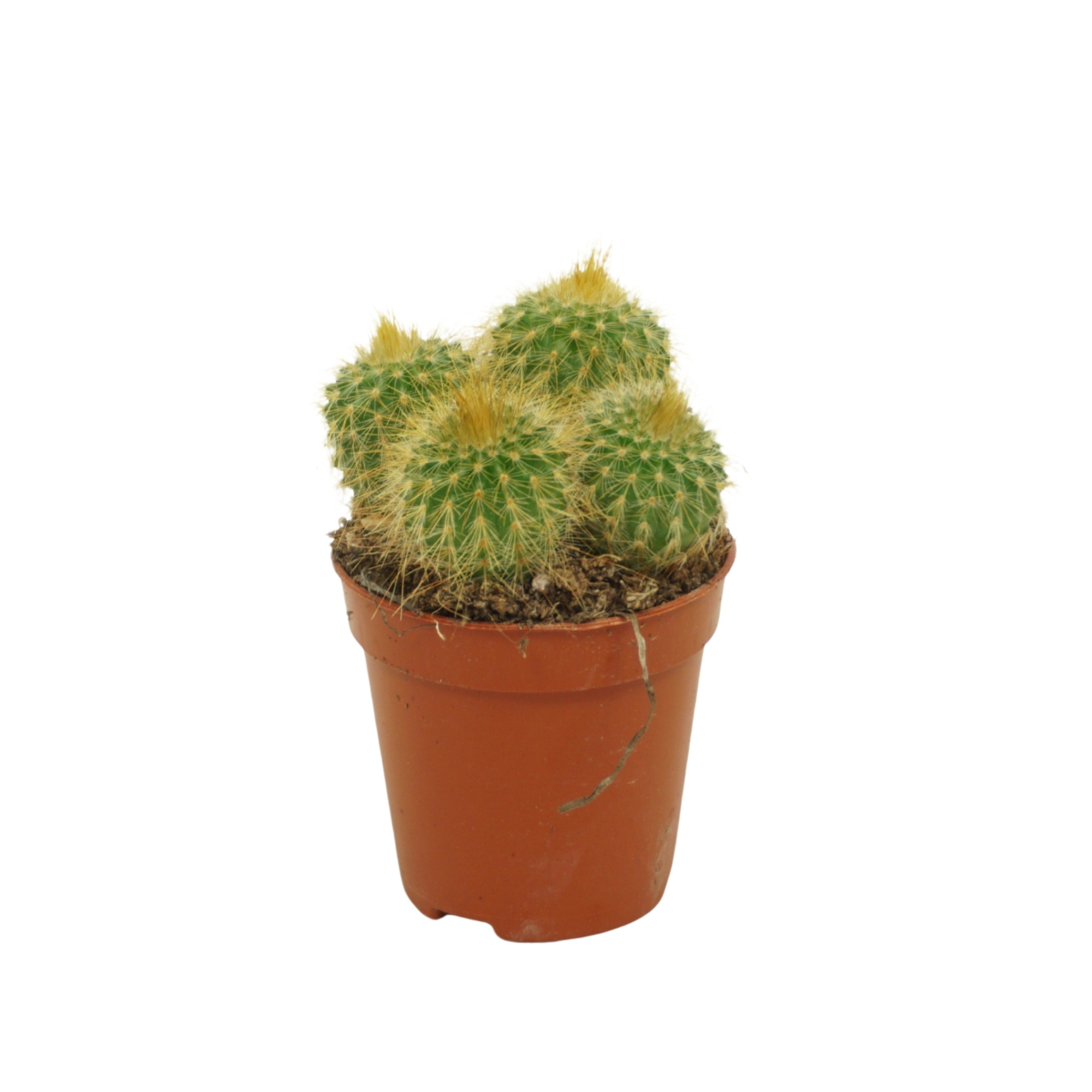 Eriocactus leninghausii 5,5 cm, D 5,5 cm