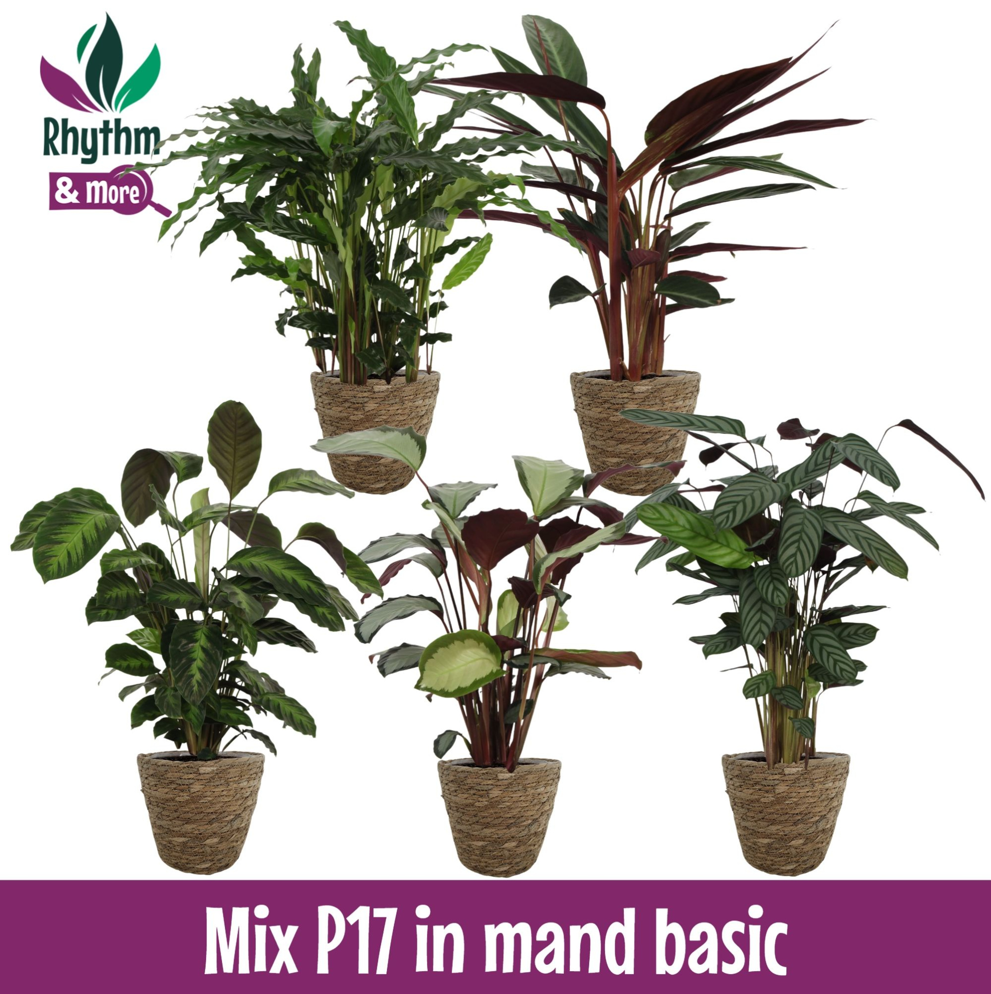 Calathea Mix 17cm in Mand Basic, D 17 cm