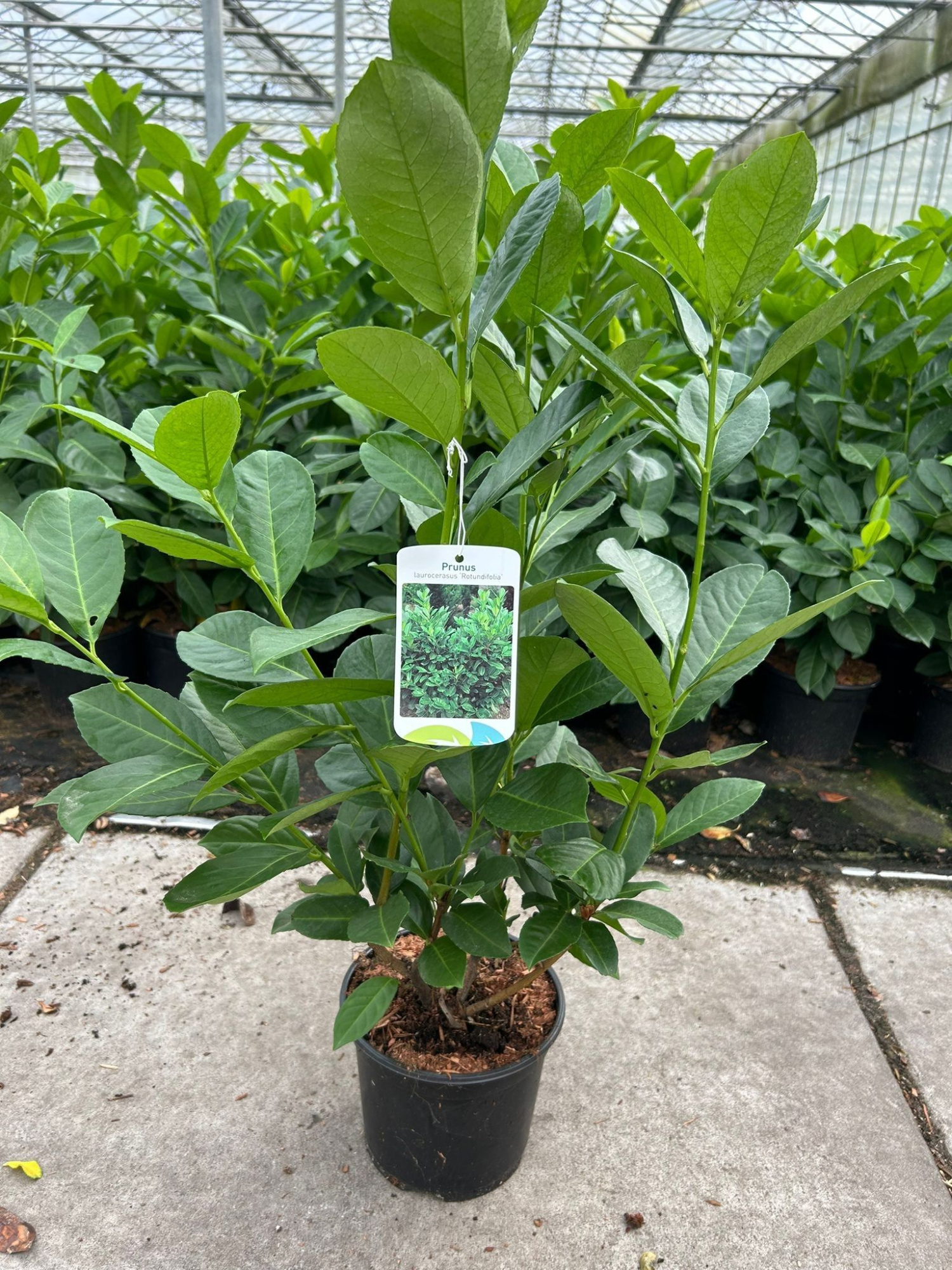 Prunus laur. 'Rotundifolia', D 19 cm