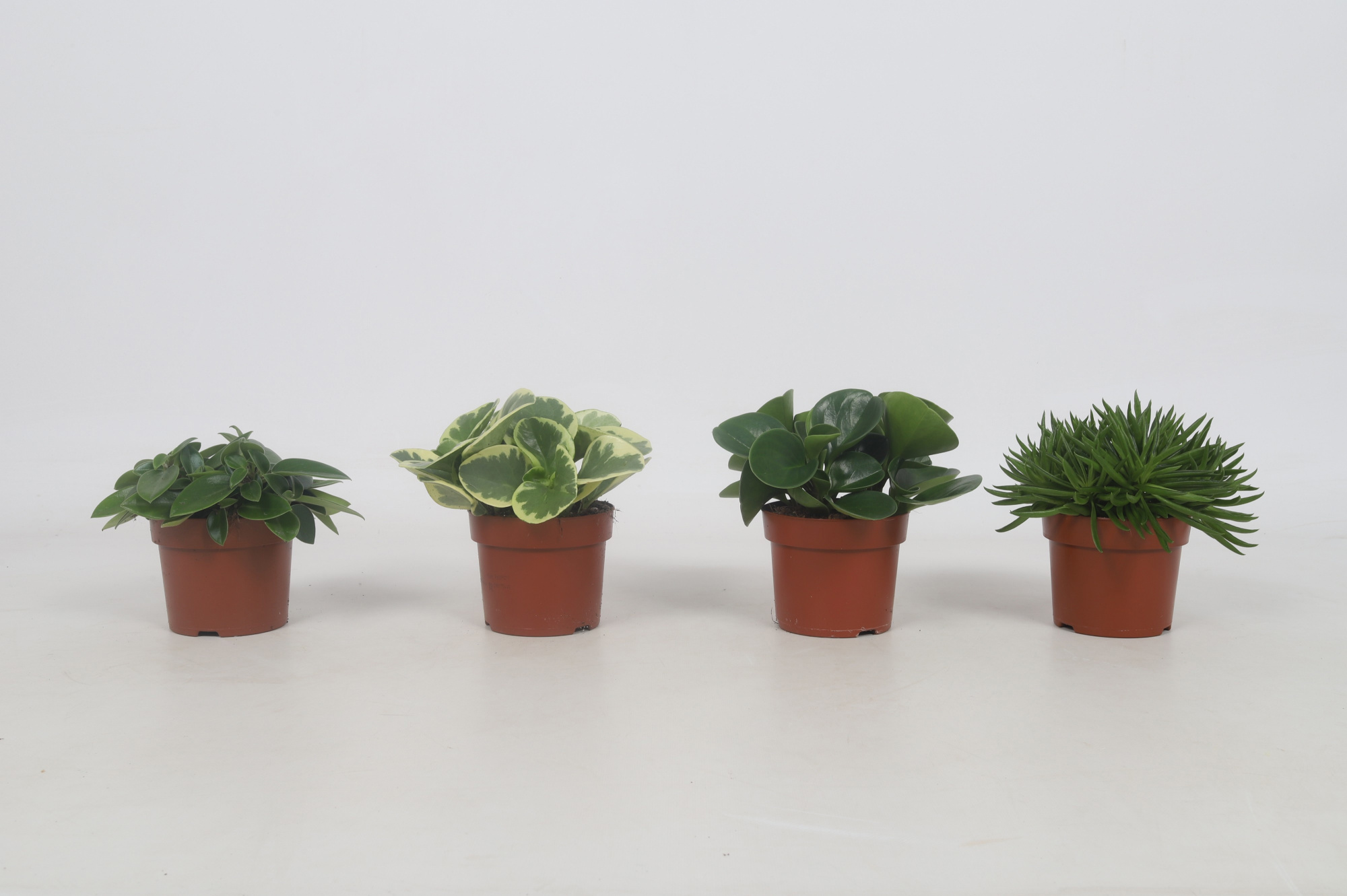 Peperomia Mix 12cm, D 12 cm
