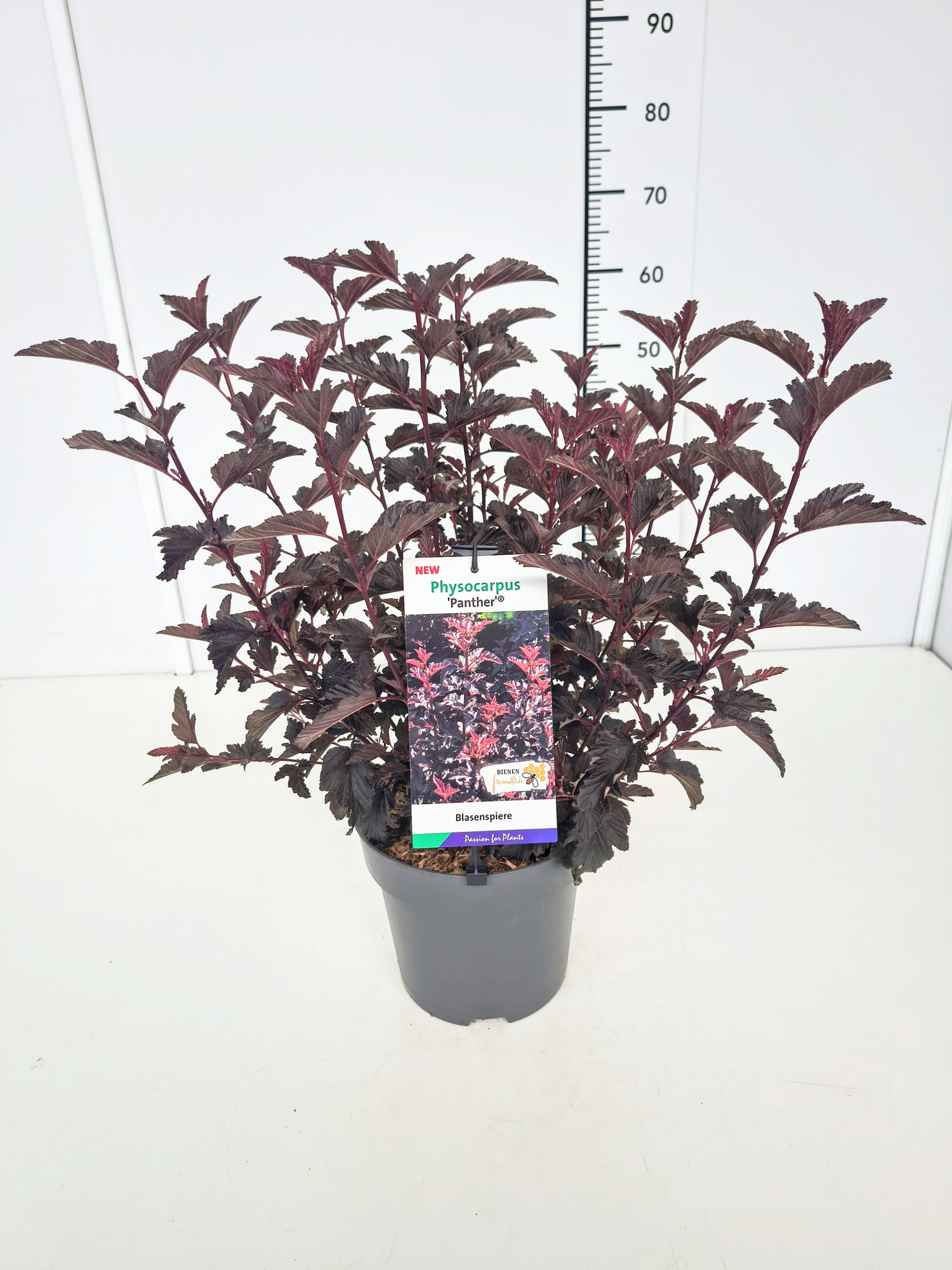 Physocarpus op. 'Panther' 50-60C5, D 23 cm