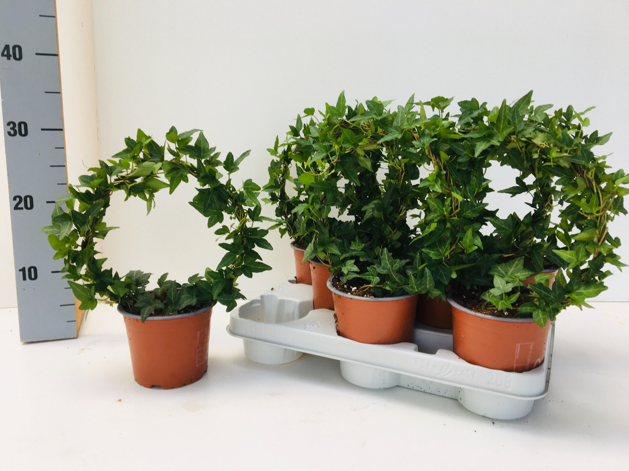 Hedera Shamrock Mini Boog, D 12 cm