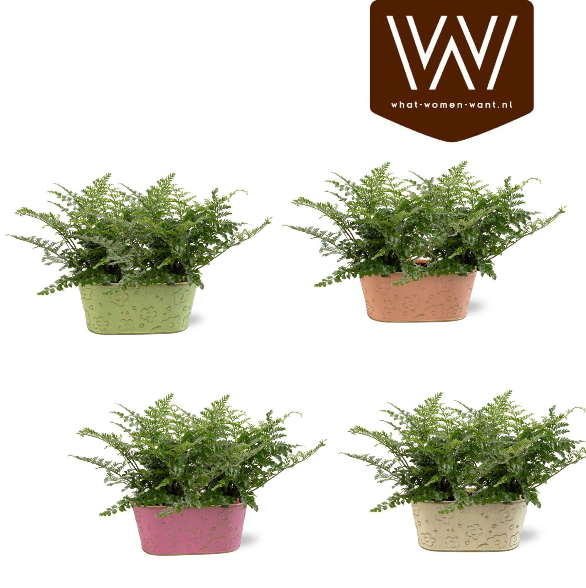 Collectie "Fruity Blend" Varen 19 cm in zinken duobakje Nova, D 19 cm