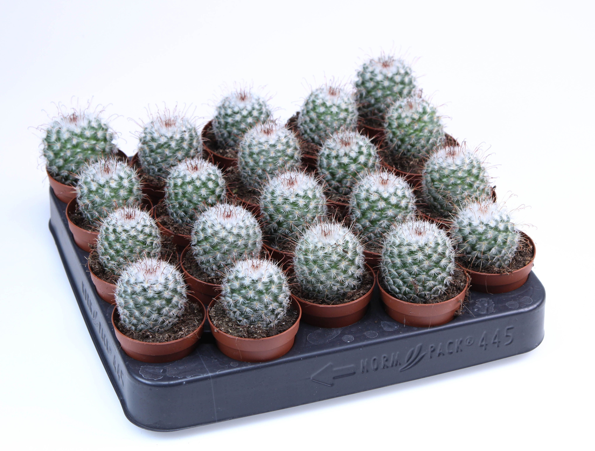 Mammilaria Bombycina E, D 5,5 cm