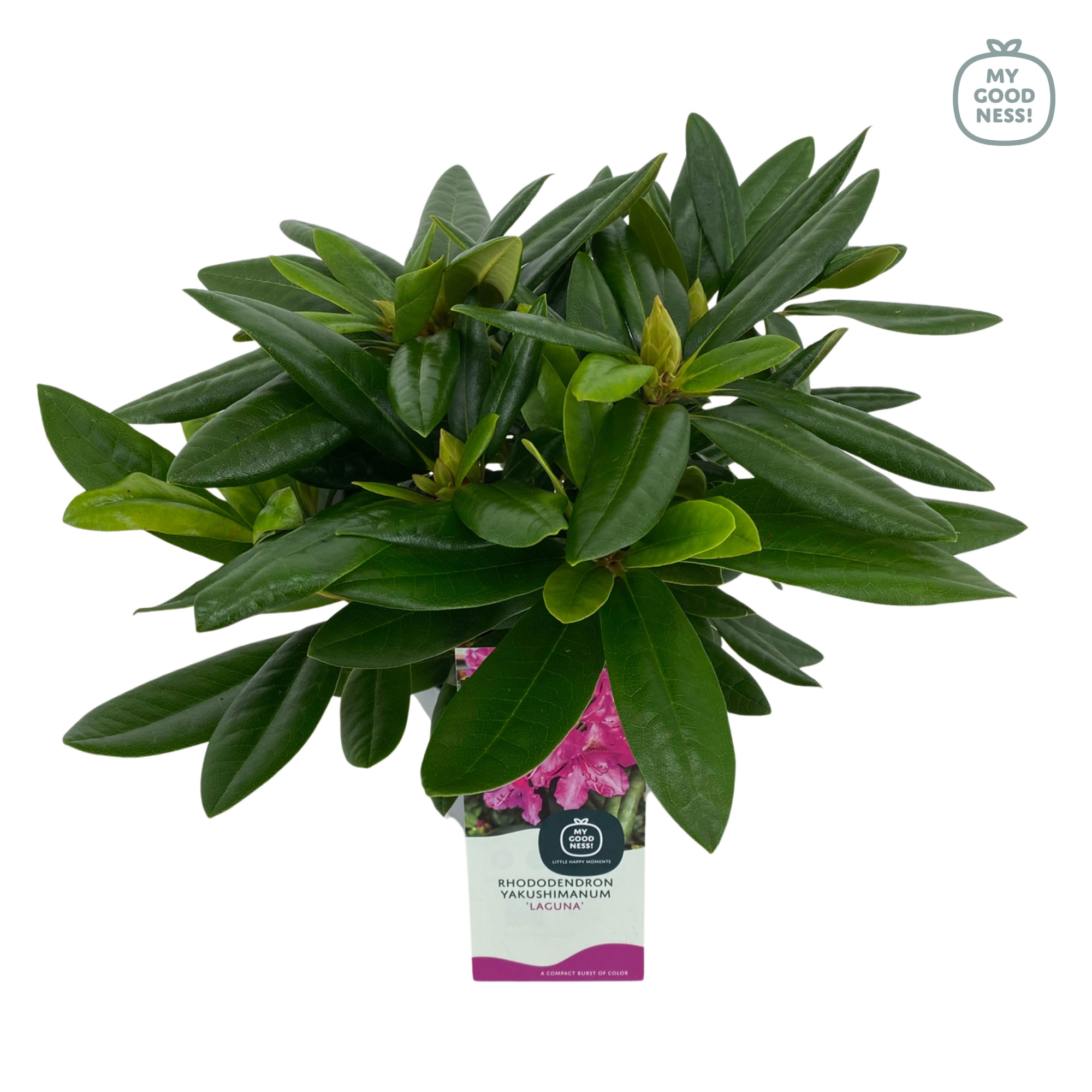 Rhododendron Yakushimanum 15-20 /1.5 liter 'Laguna', D 15 cm