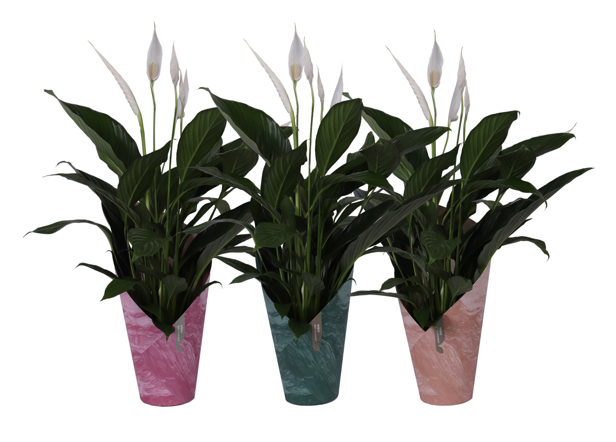 KP-117.1 - Spath Bingo Cupido 17cm in luxe koker 3 assorti, D 17