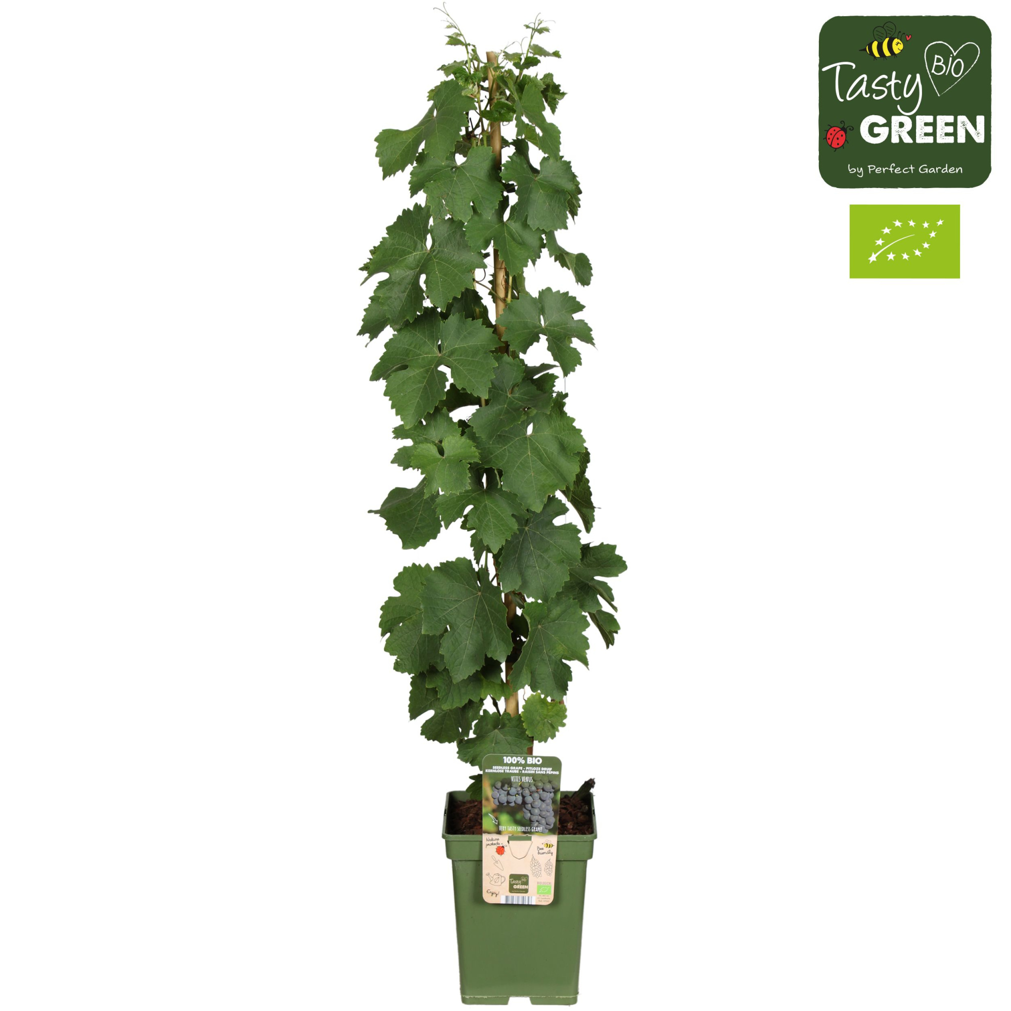 Vitis vinifera 'Venus' (geënt) Bio P23, D 23 cm