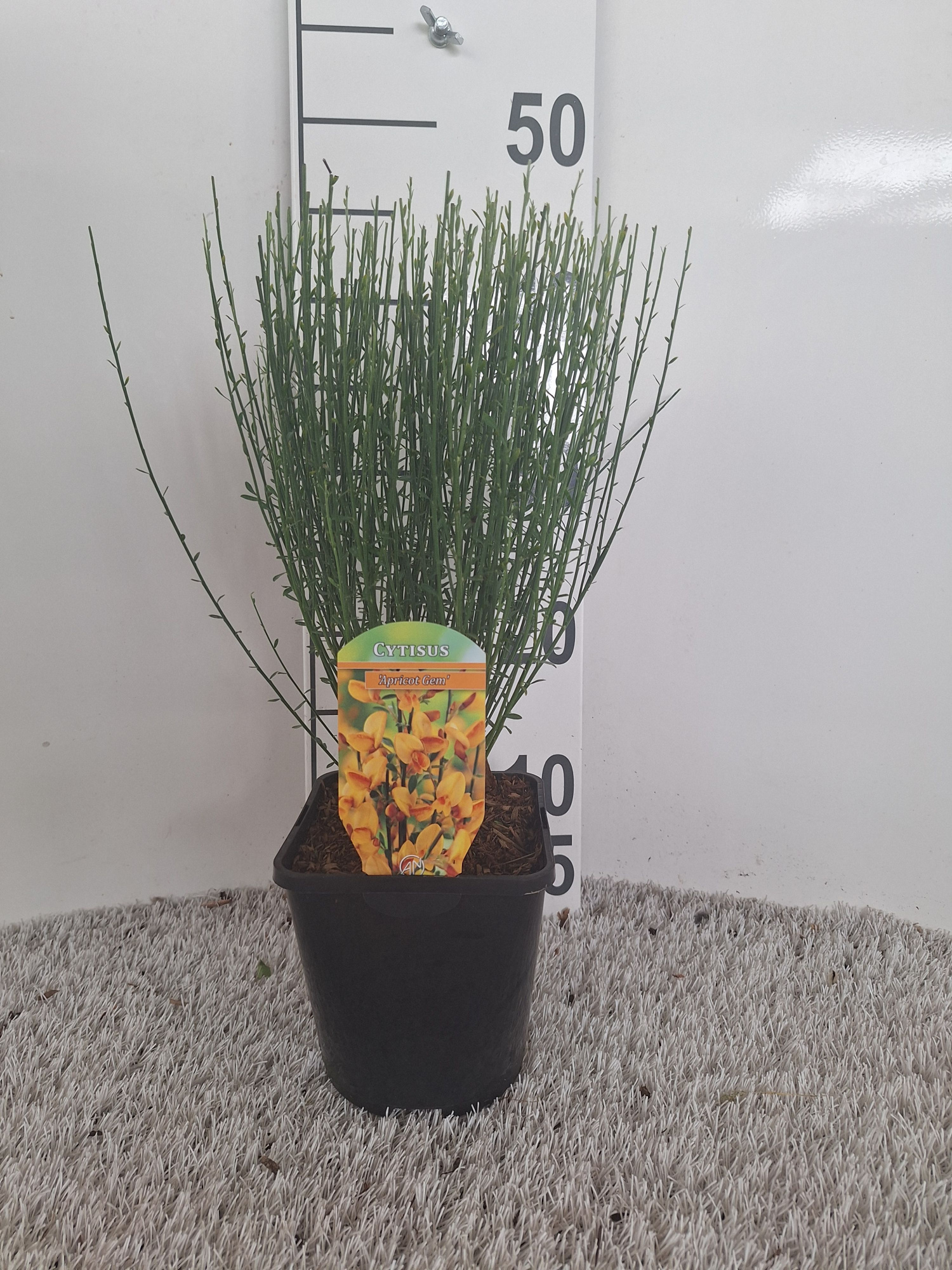 Cytisus Apricote Gem, D 14