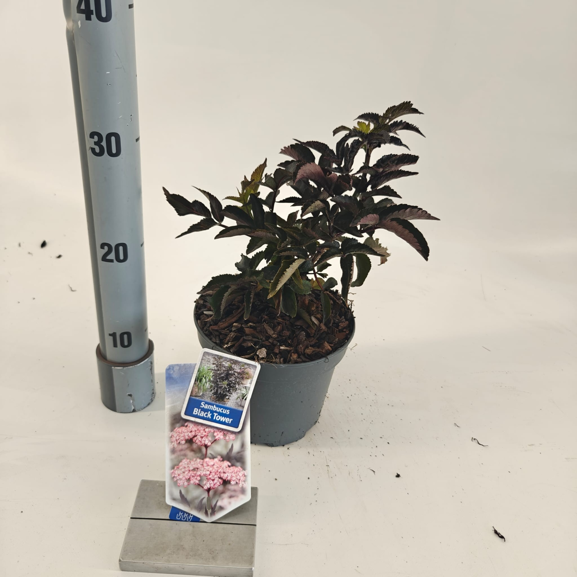 Sambucus nigra Black Tower ('Eiffel 1'PBR), D 17 cm
