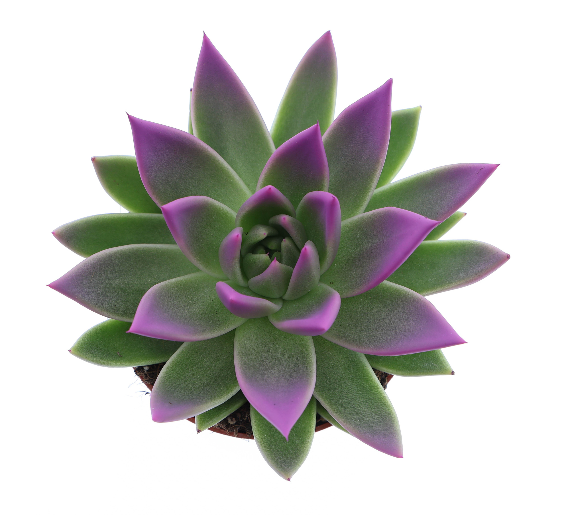 Miranda tips fuchsia, D 10,5