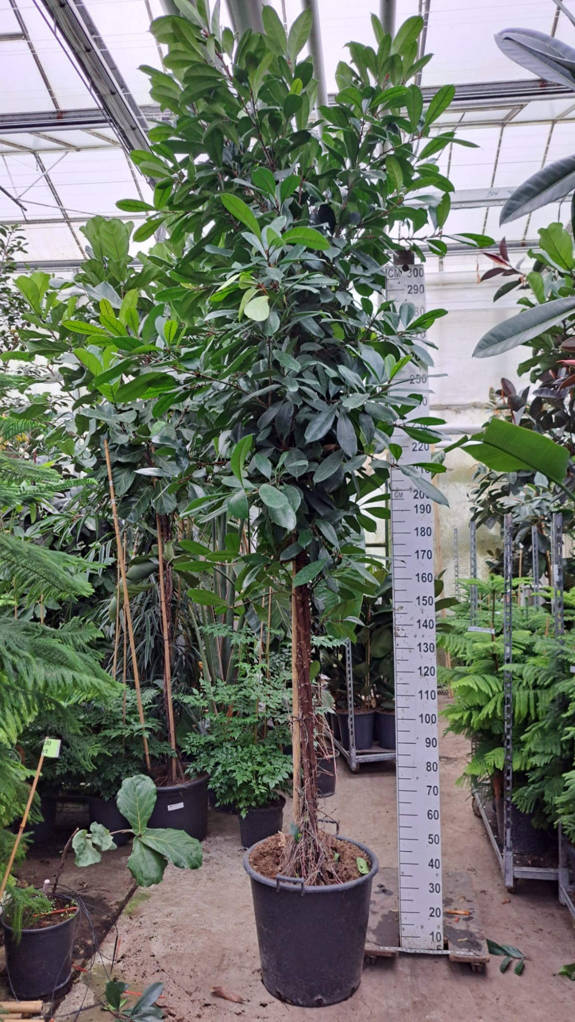 Cyathistipula gedraaide stam XXXL 400, D 60 cm