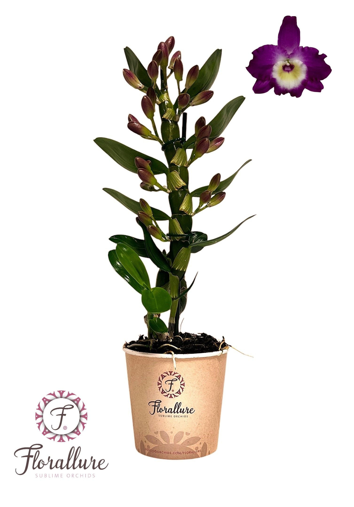 Dendrobium Nobile Bouquet Purple Rain 1 stam 7+ tros Florallure, D 12 cm