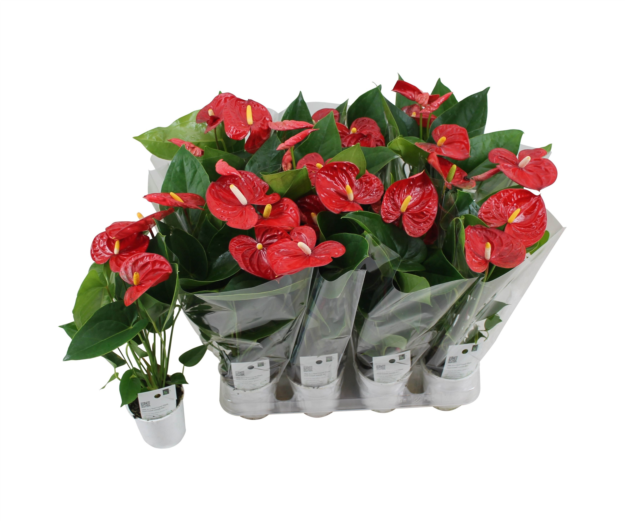 Anthurium XL.9 Jambo Red 9cm met blanco hoes, D 9