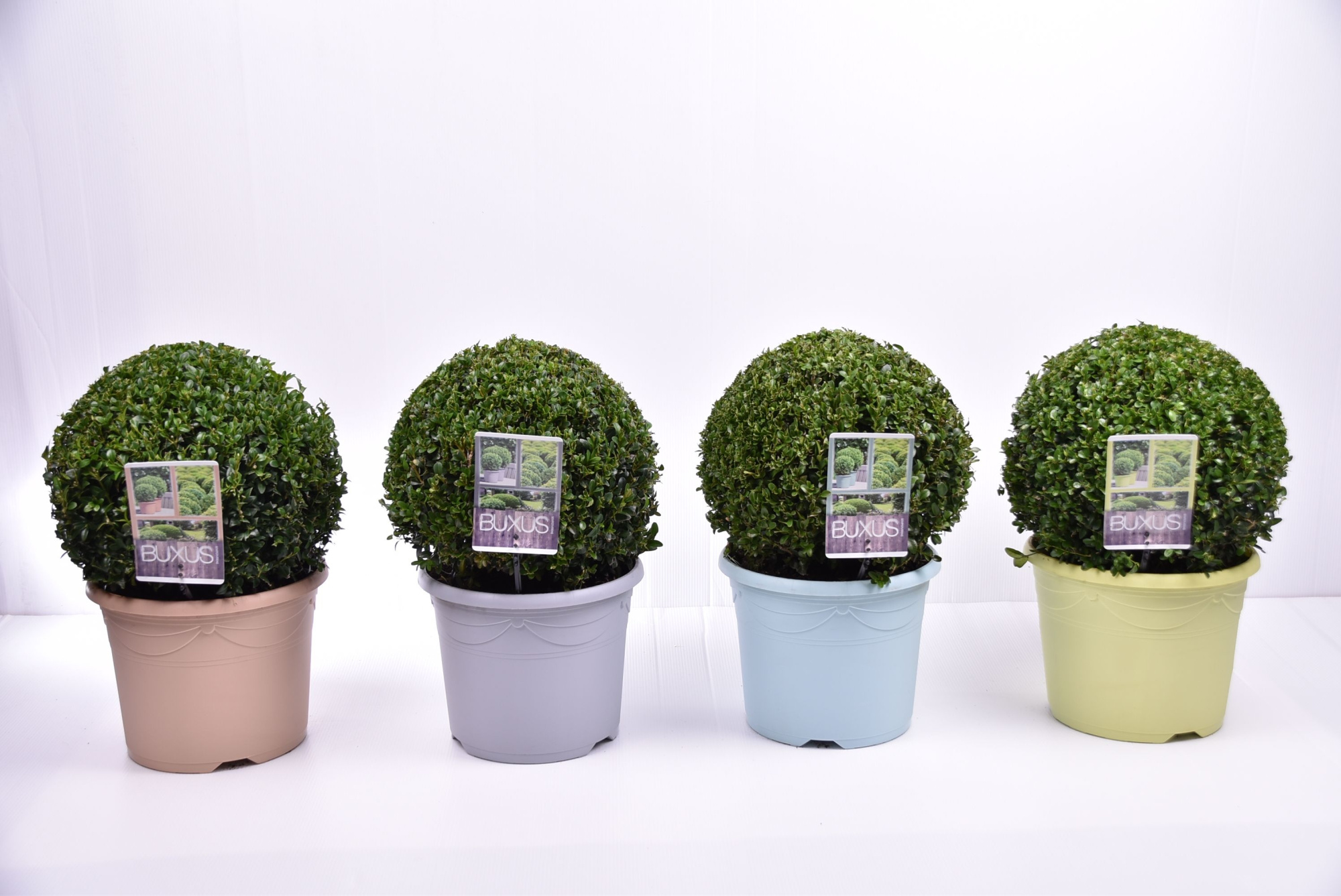 Buxus sempervirens pastel pot Ø 30-35 cm, D 26
