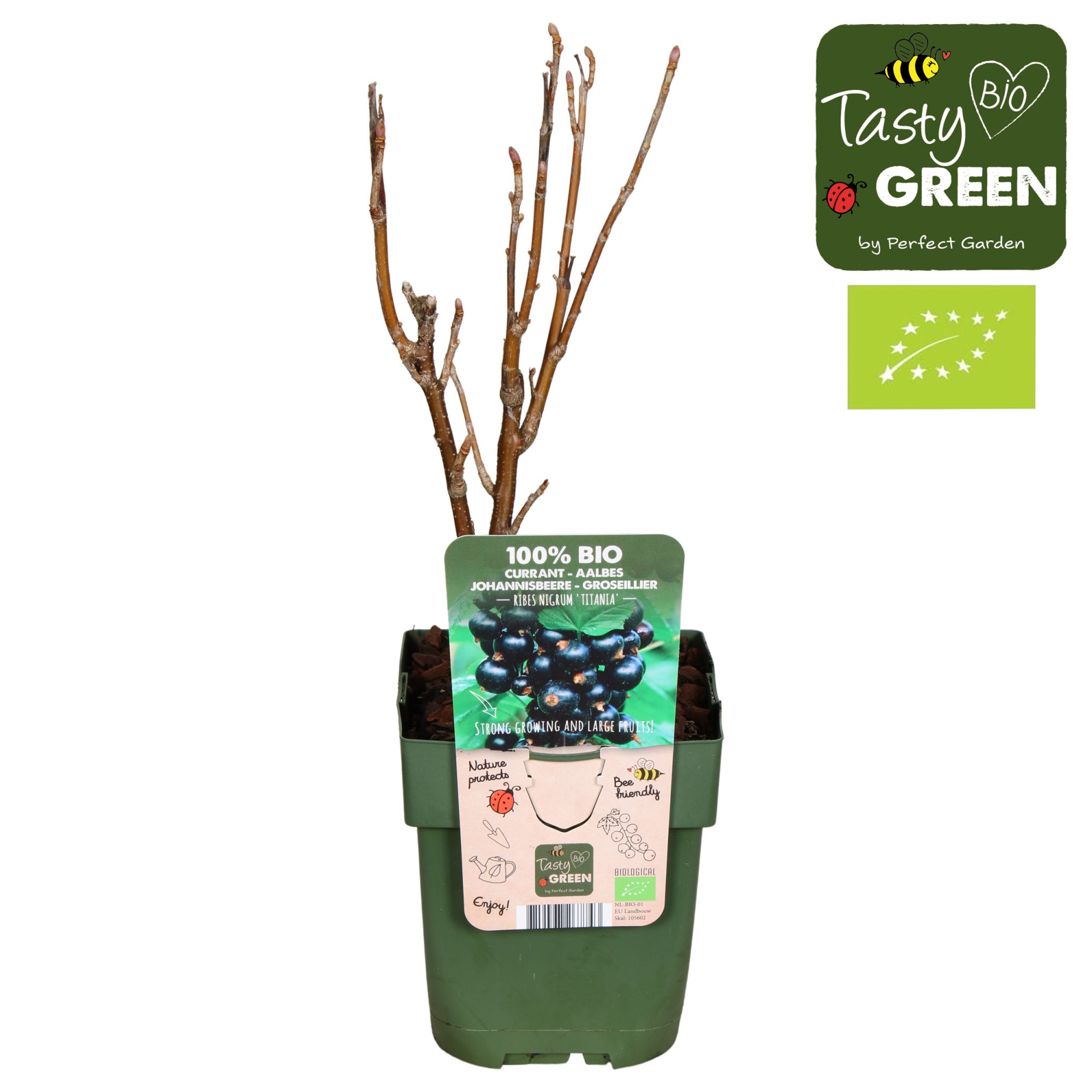 Ribes nigrum Titania Bio P13, D 13 cm