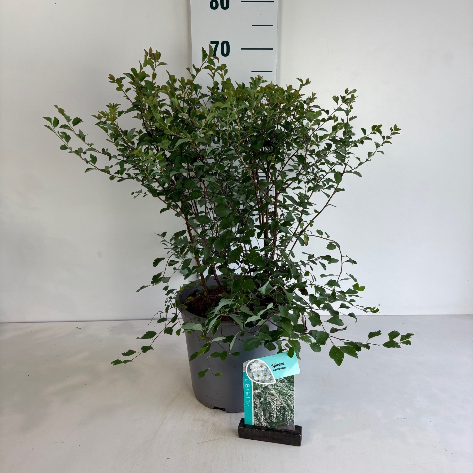 Spiraea vanhouttei, D 24 cm