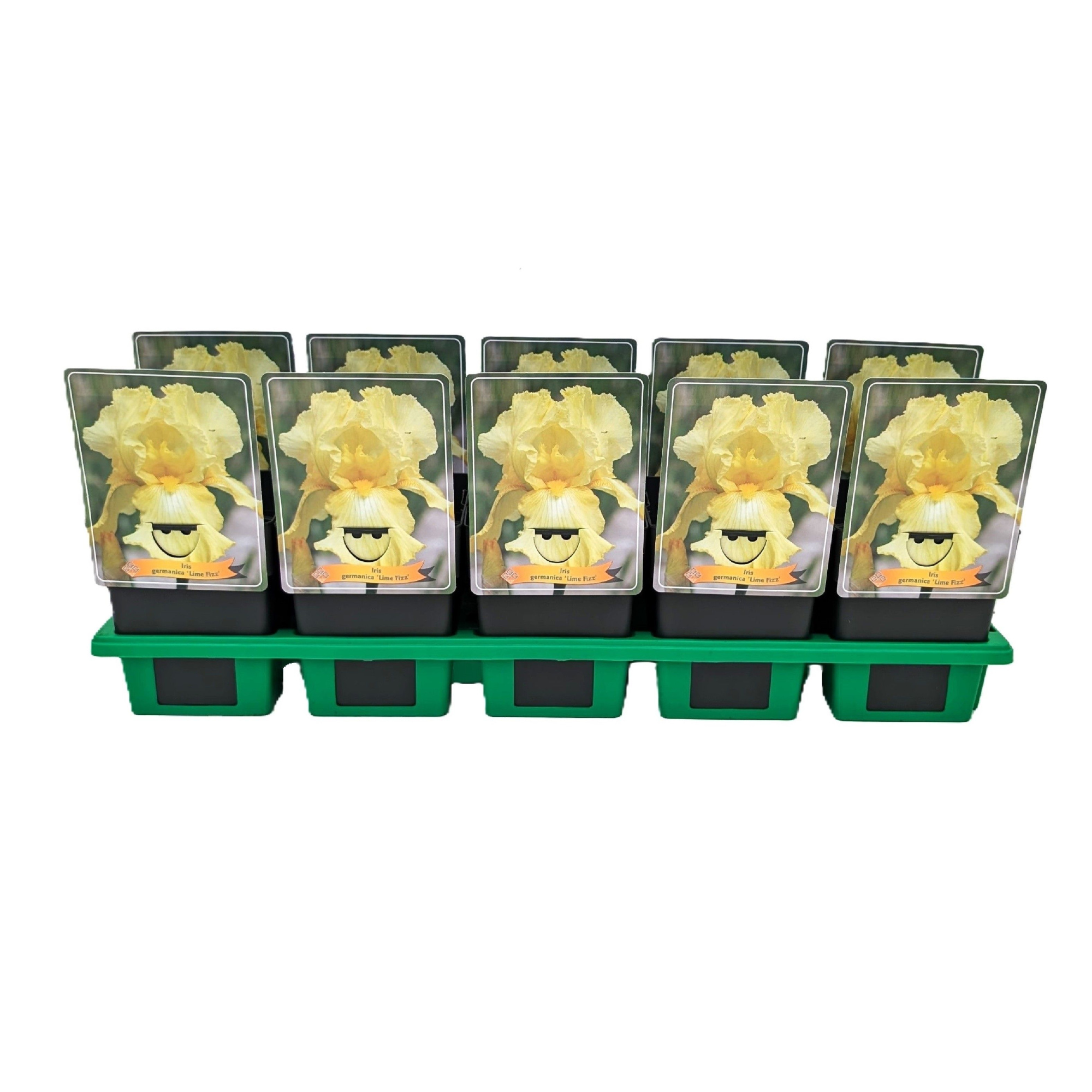 Iris germanica 'Lime Fizz' P11, D 11