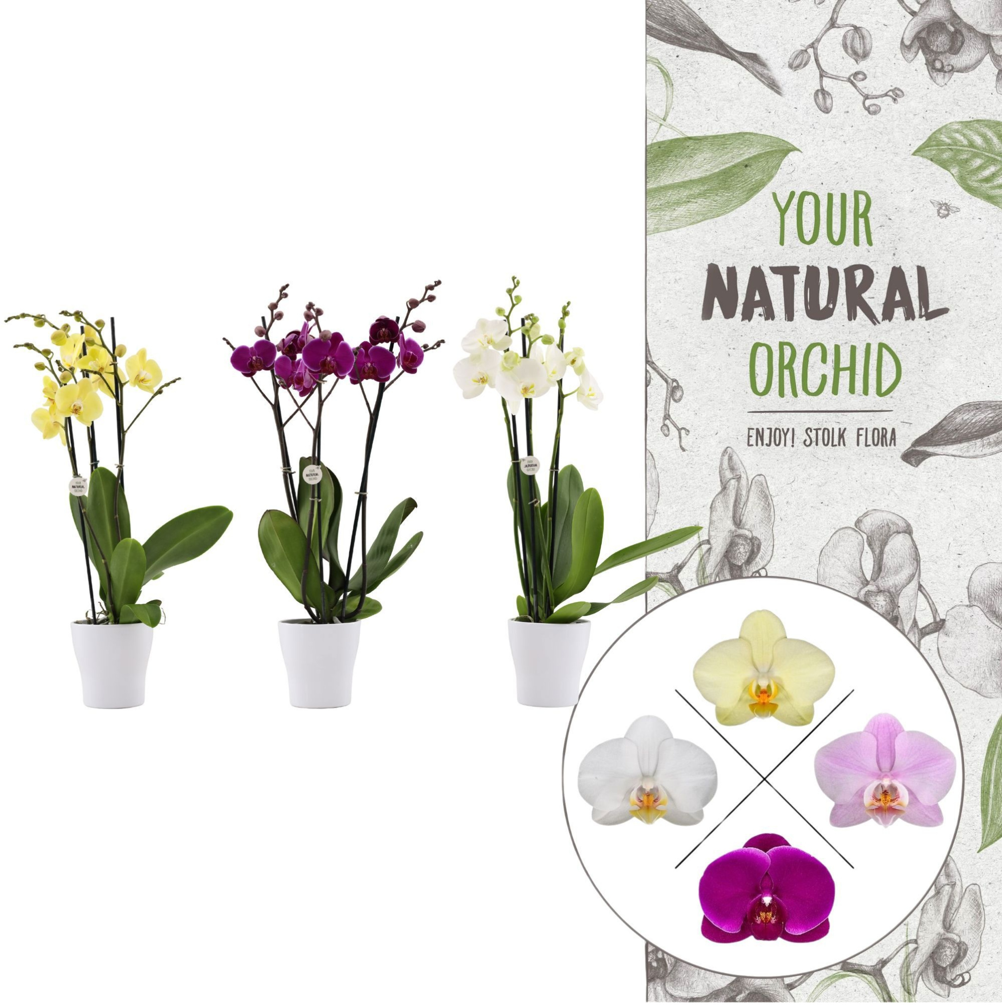 Your Natural Orchid | Mix in Anna wit keramiek | Phal. 3 spike, D 12