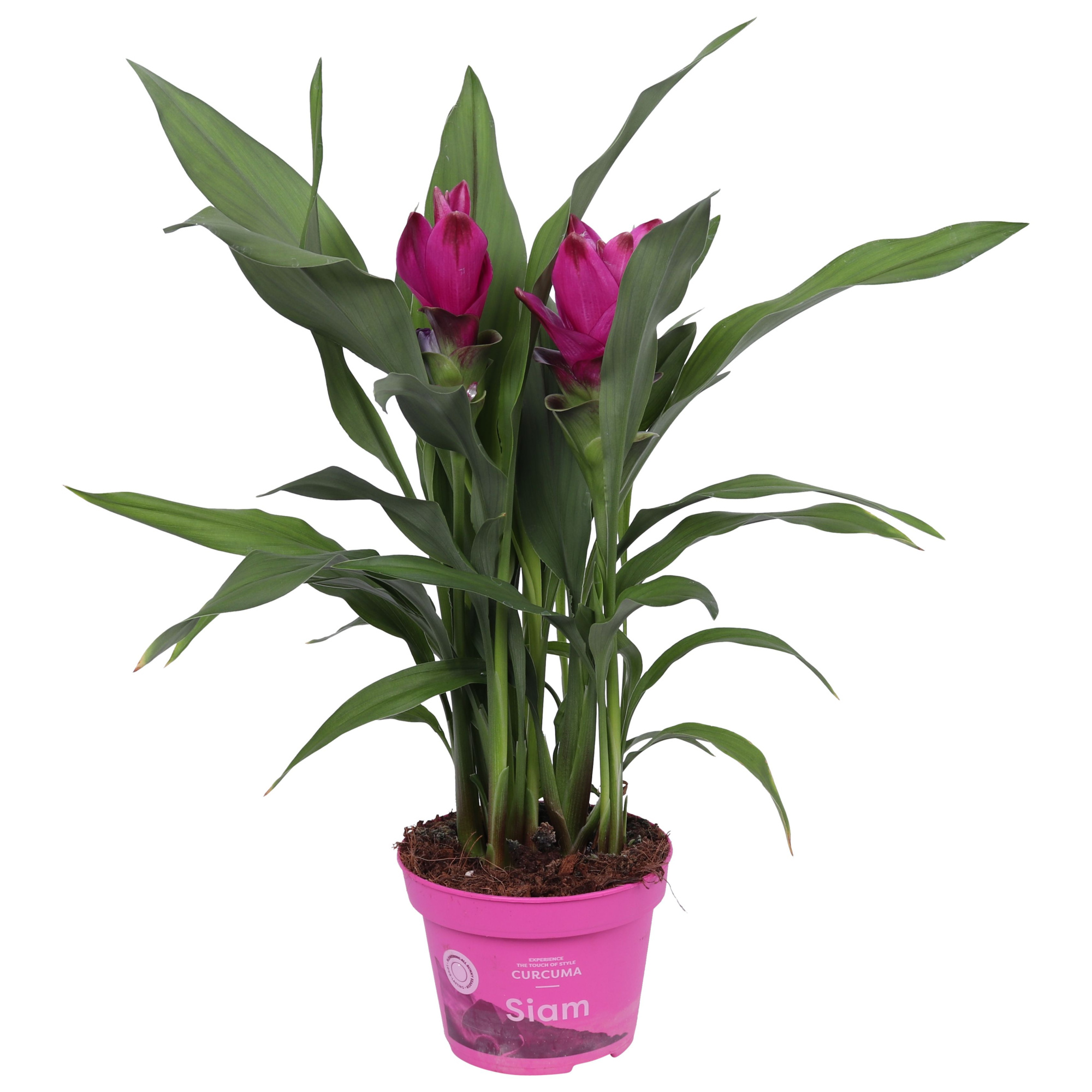 Curcuma Siam Sublime 12cm, 4+ bloem, D 12