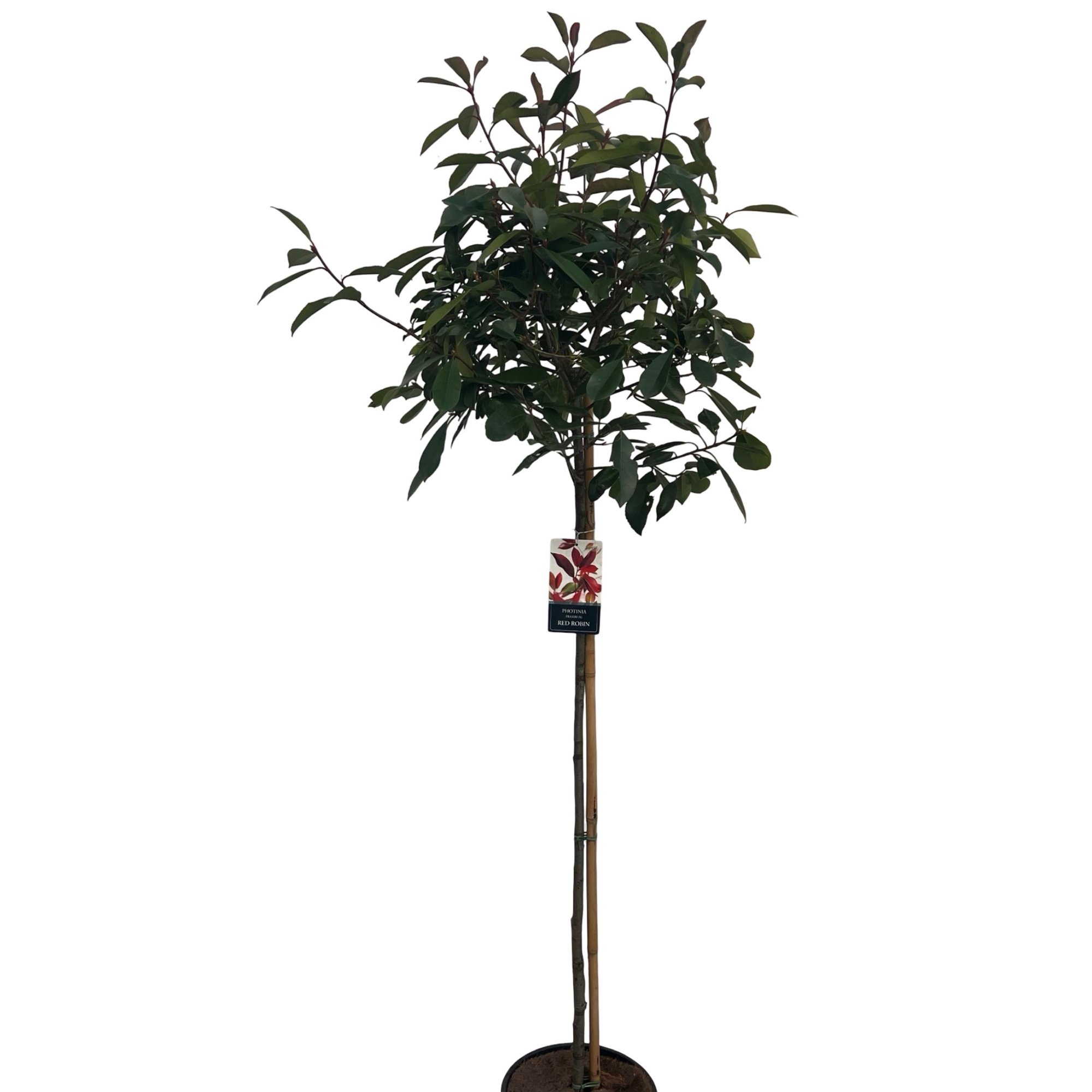 Photinia 'Red Robin' sense Stam 120cm, D 27
