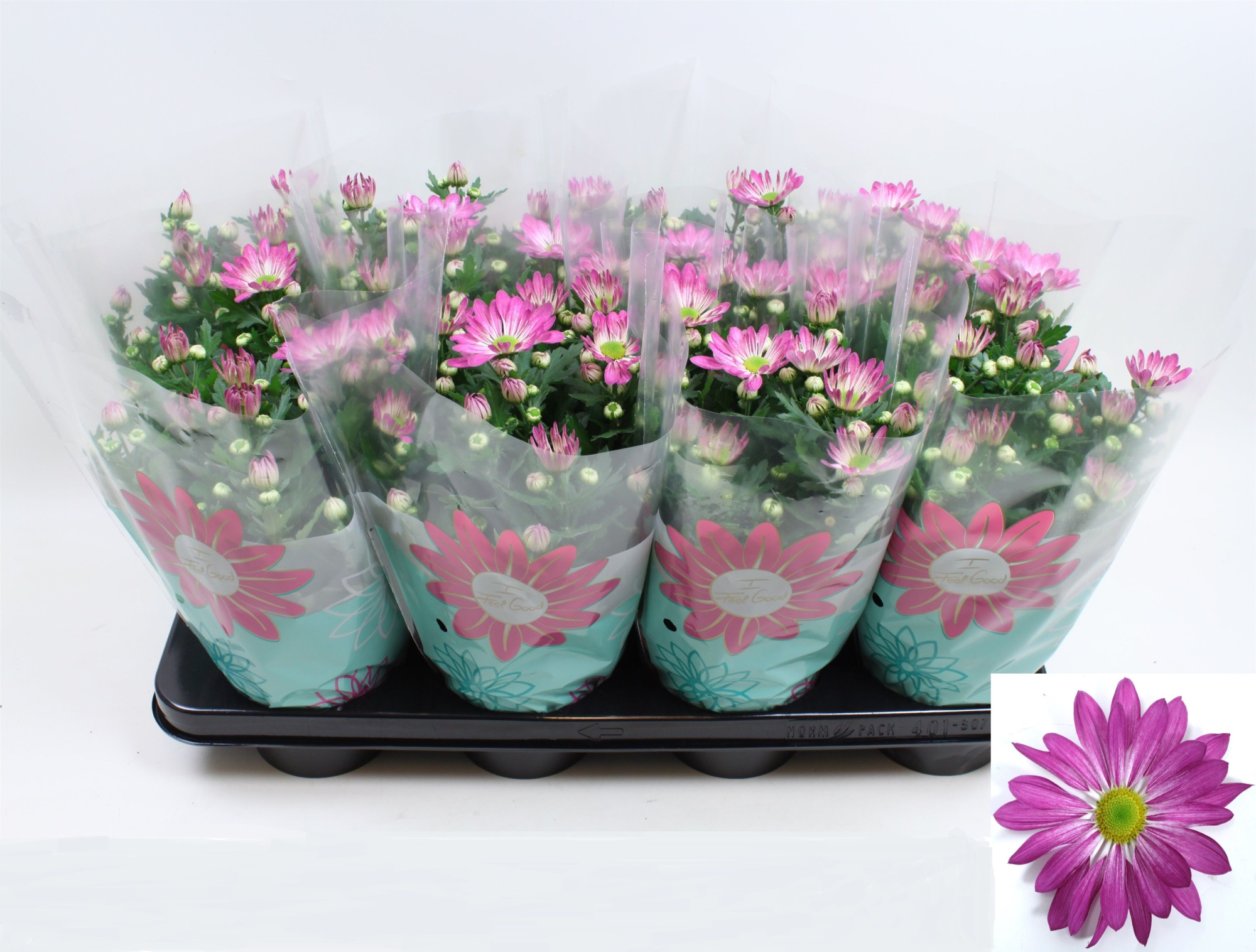 Chrysant Rainbow Rosy Stadium 2, D 14